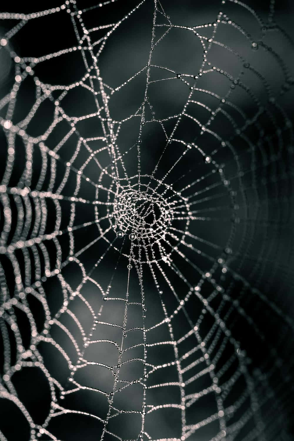 dewy spider web, macro photography, water droplets, HD Phone Wallpaper