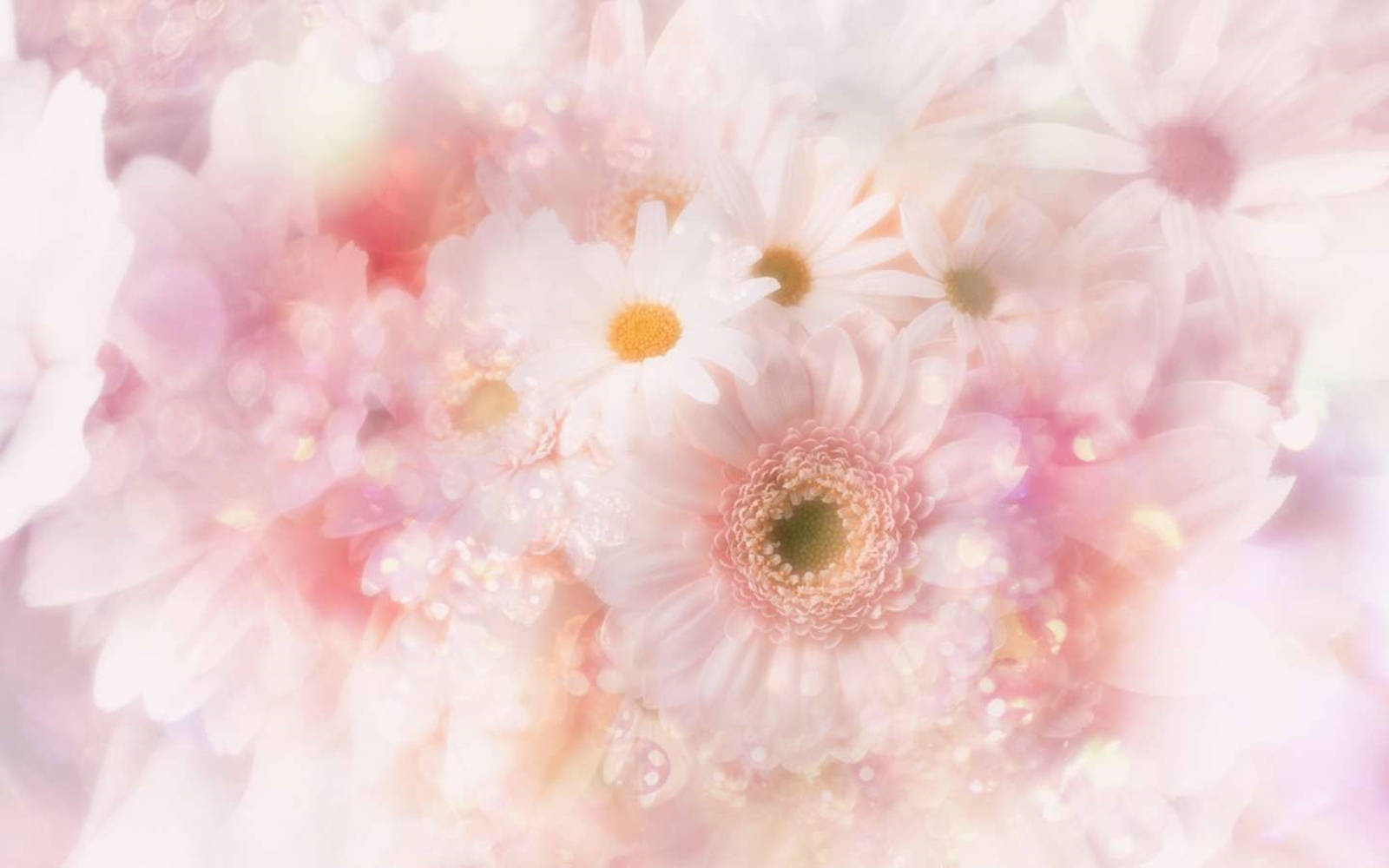 Wedding Album, tiny white flowers, soft pastel flowers, HD Desktop Wallpaper