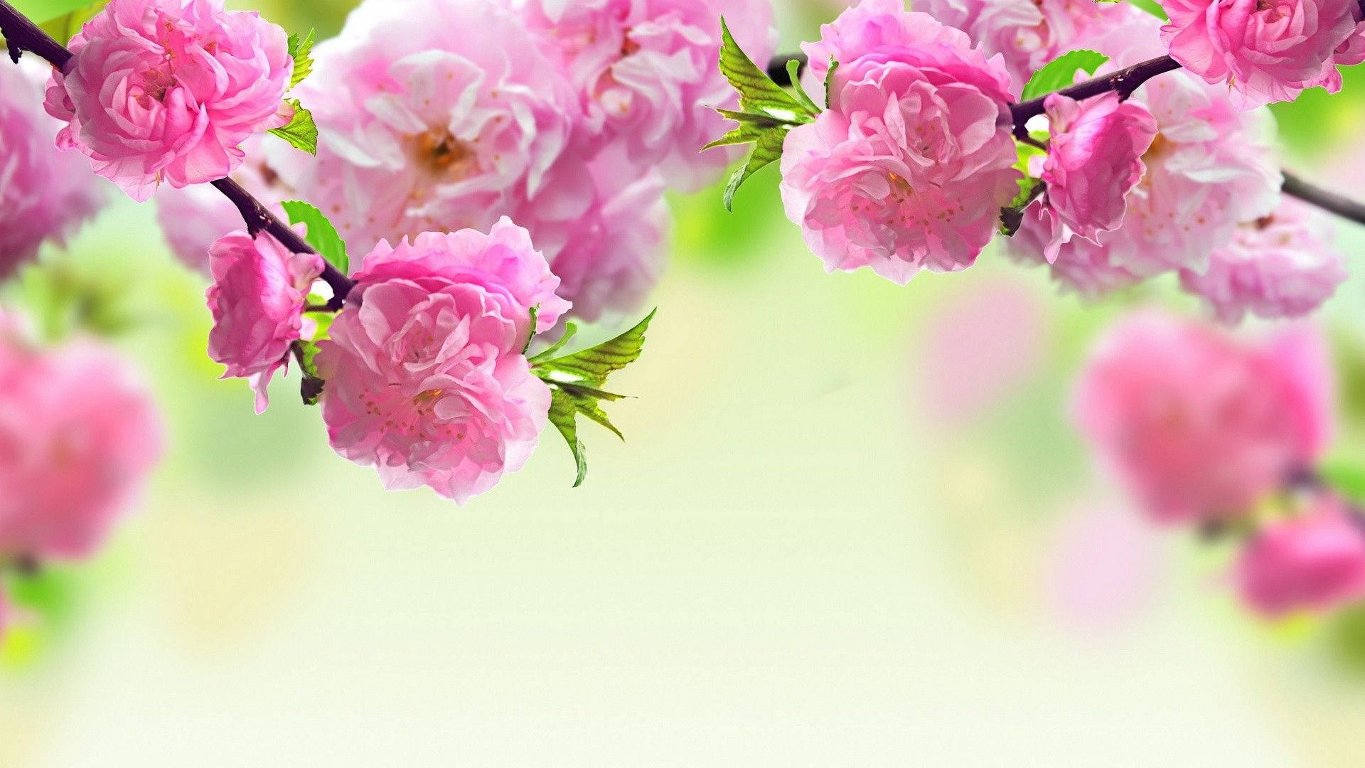 wedding album, pink flower art, vibrant pink cherry blossoms, Full HD Desktop Wallpaper