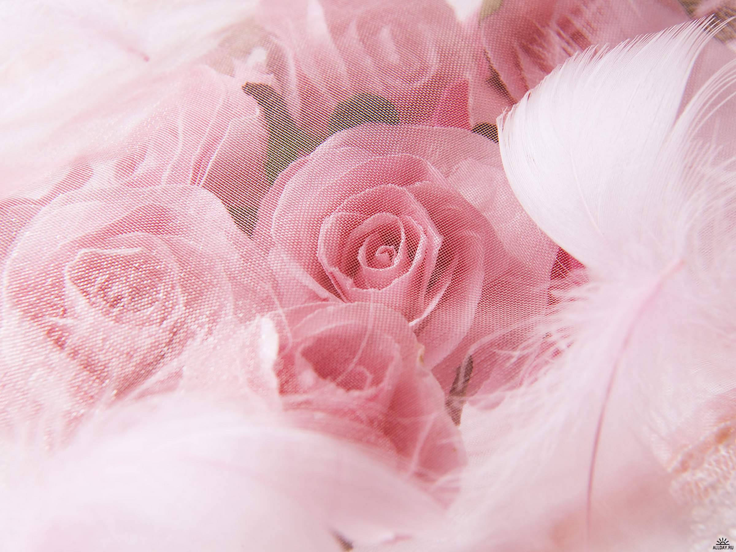 wedding aesthetic, pink rose, soft pink roses, Full HD Desktop Wallpaper