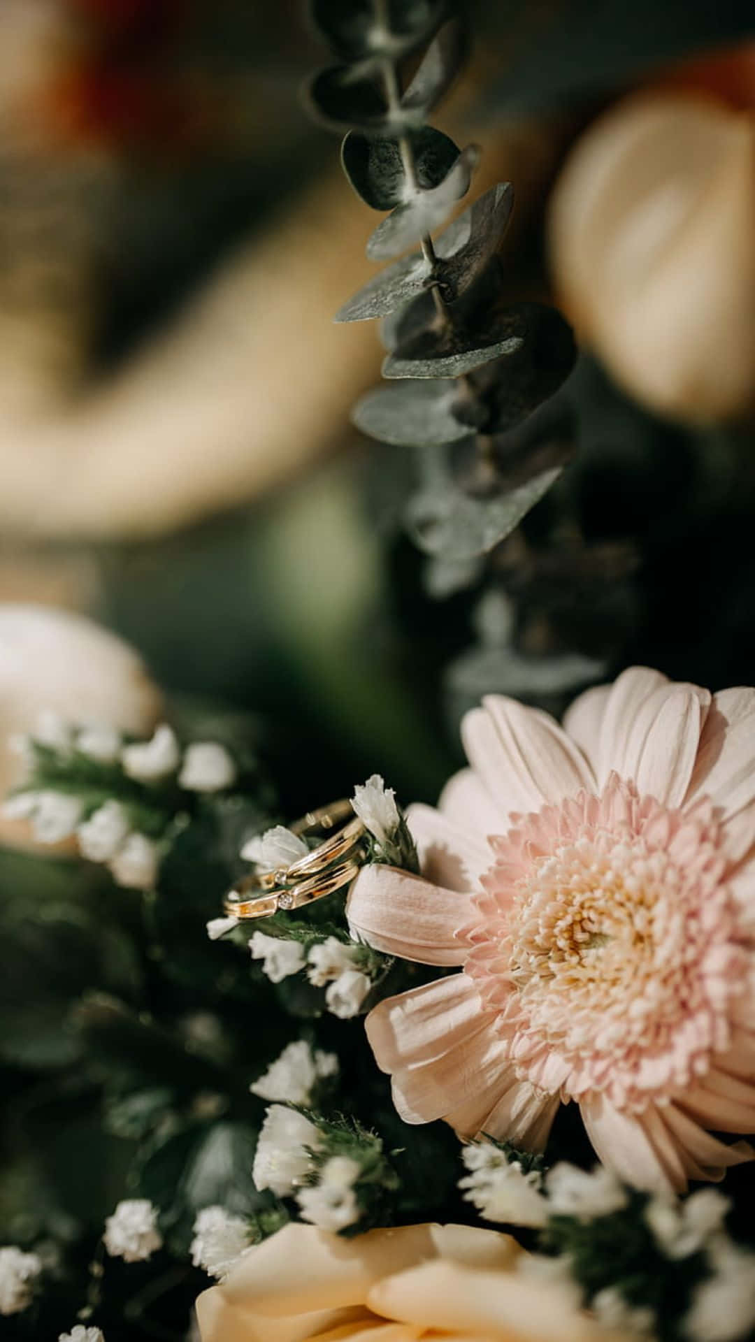 Transvaal daisy, gold wedding bands, soft pink gerbera daisy, Full HD Phone Wallpaper