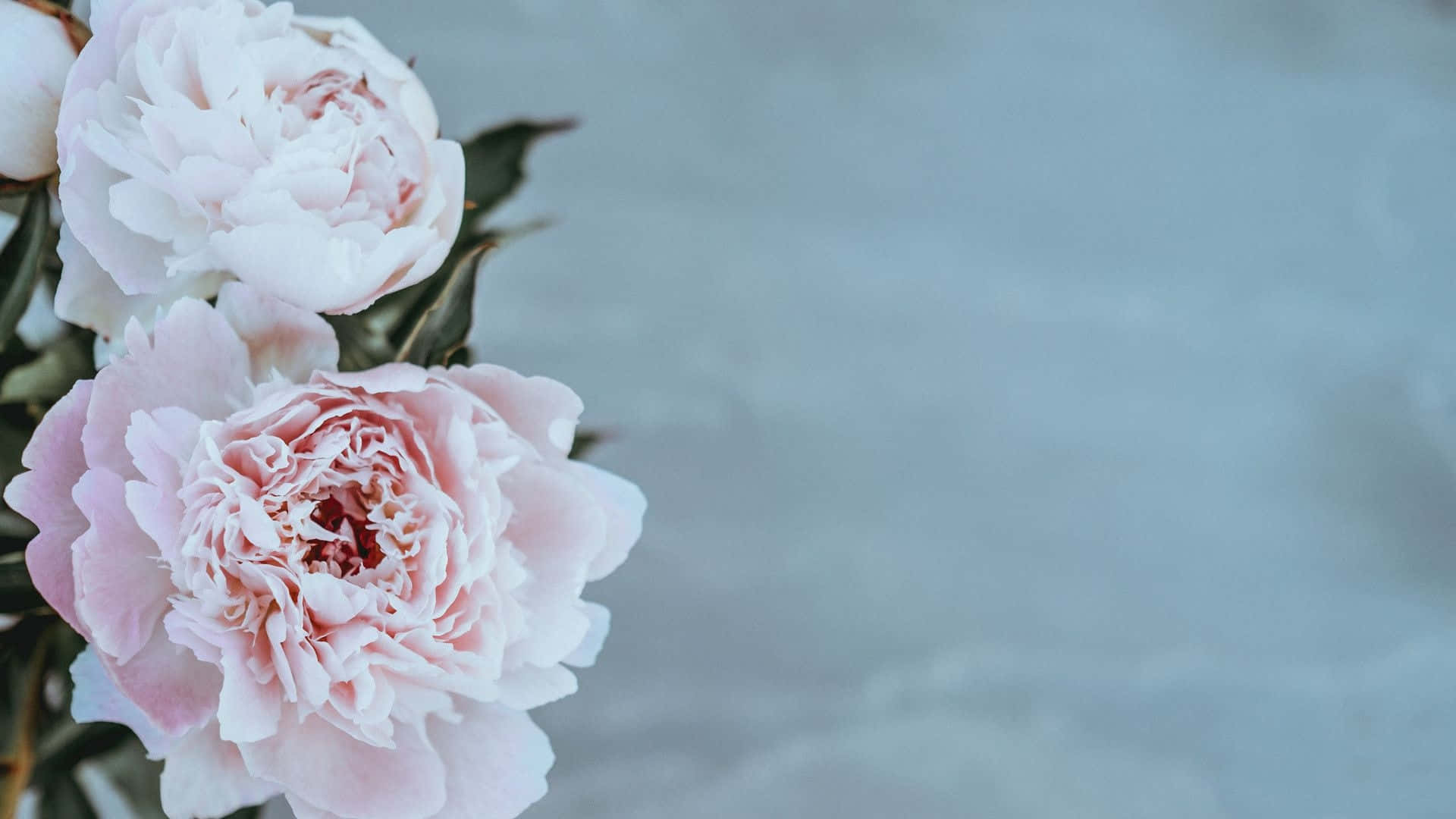 wedding flowers, soft pink peonies, muted blue-gray textured background, Full HD Desktop Wallpaper