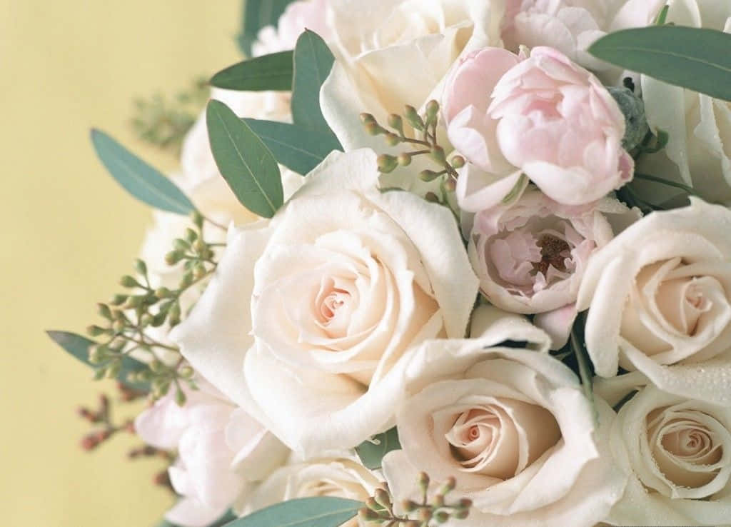 creamy white roses, blush pink roses, green eucalyptus leaves, SD Desktop Wallpaper