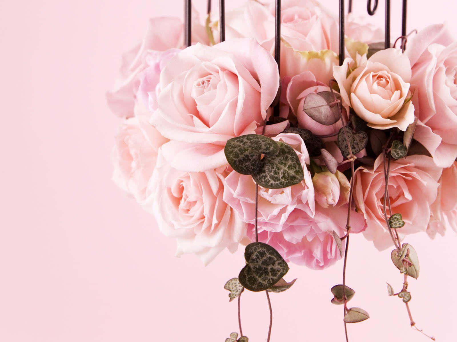 soft pink roses, patterned heart-shaped leaves, black metal frame, HD Desktop Wallpaper