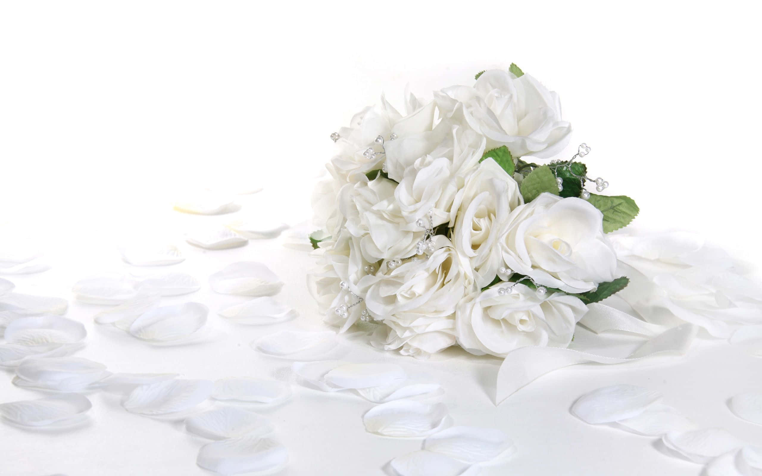 white roses, scattered petals, pure white surface, 2K Desktop Wallpaper
