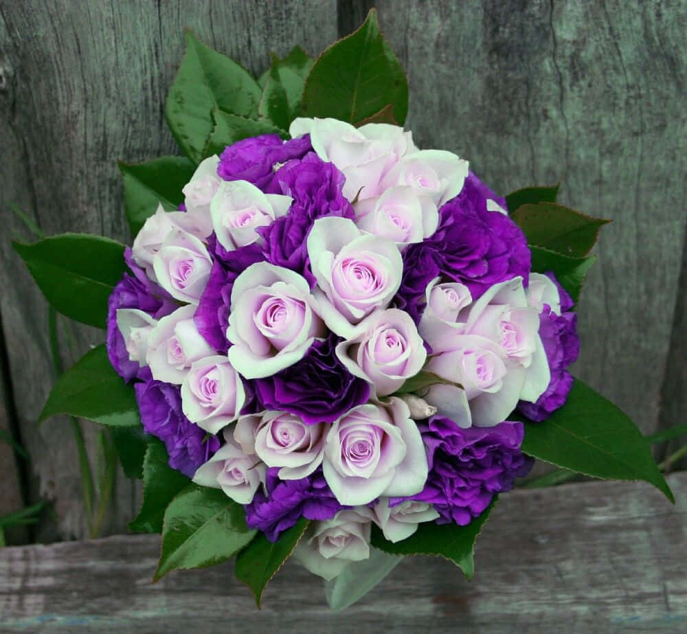 purple roses, light pink roses, green leaves, SD Desktop Wallpaper