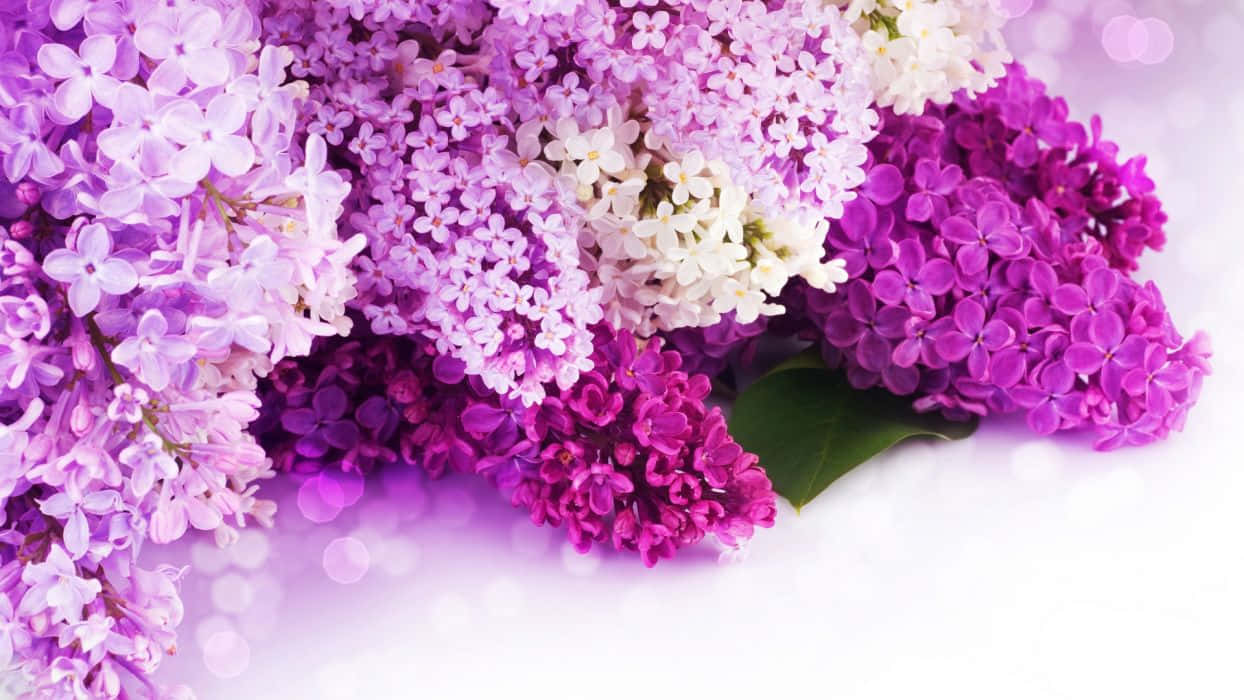 wedding flowers, purple lilac, white lilac, SD Desktop Wallpaper