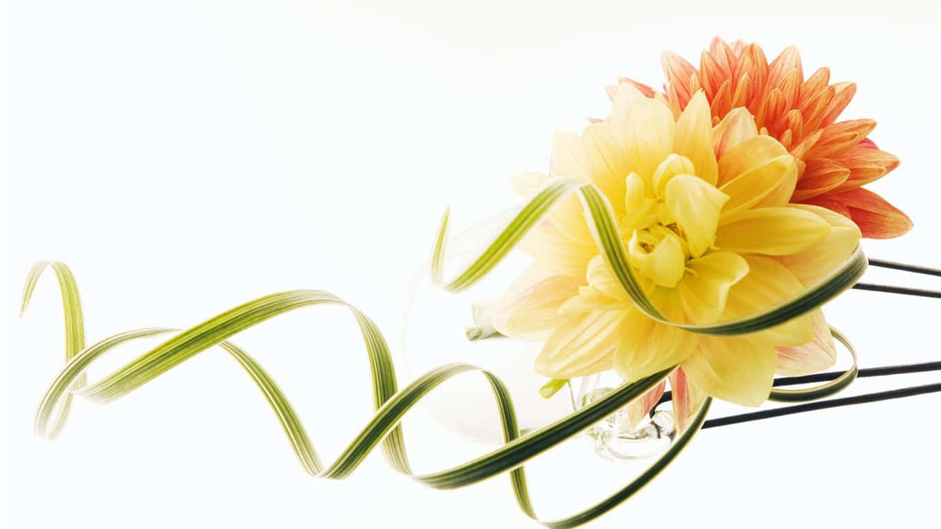 Wedding Flowers, yellow, orange, HD Desktop Wallpaper