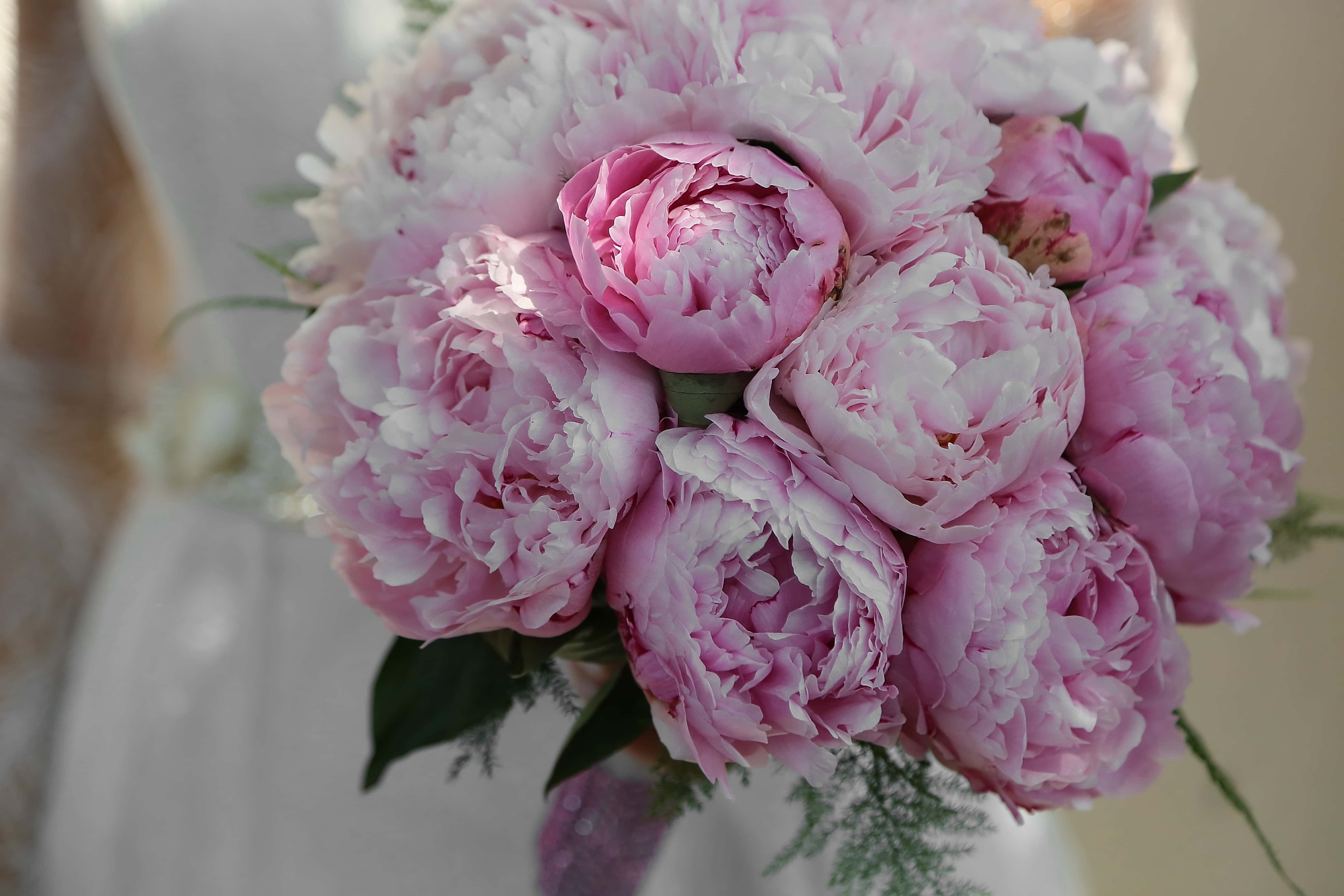 wedding bouquet, soft pink, white peonies, 5K Desktop Wallpaper