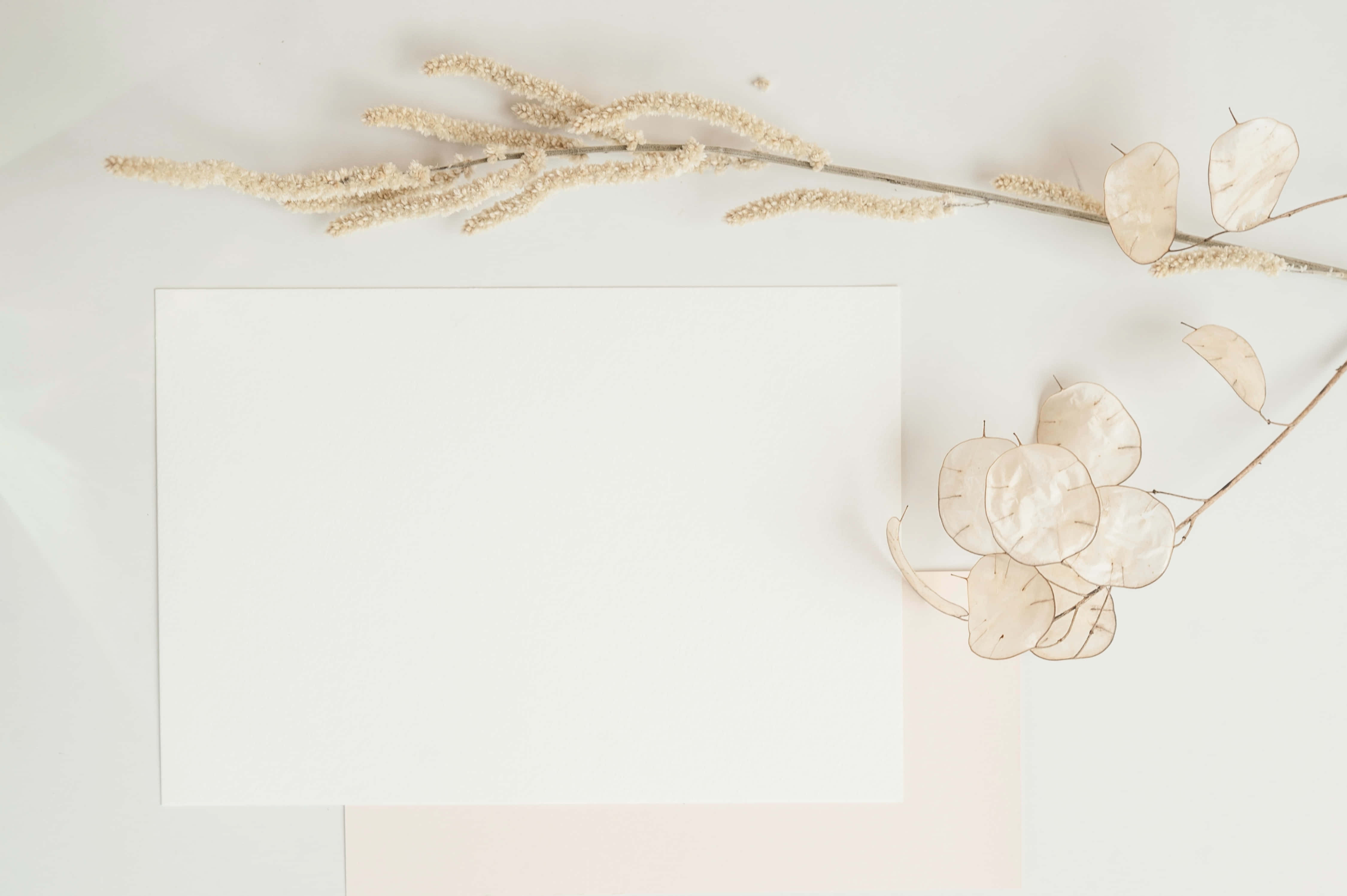 elegant blank wedding frame, blank white card, delicate dried beige grasses, 4K Desktop Wallpaper