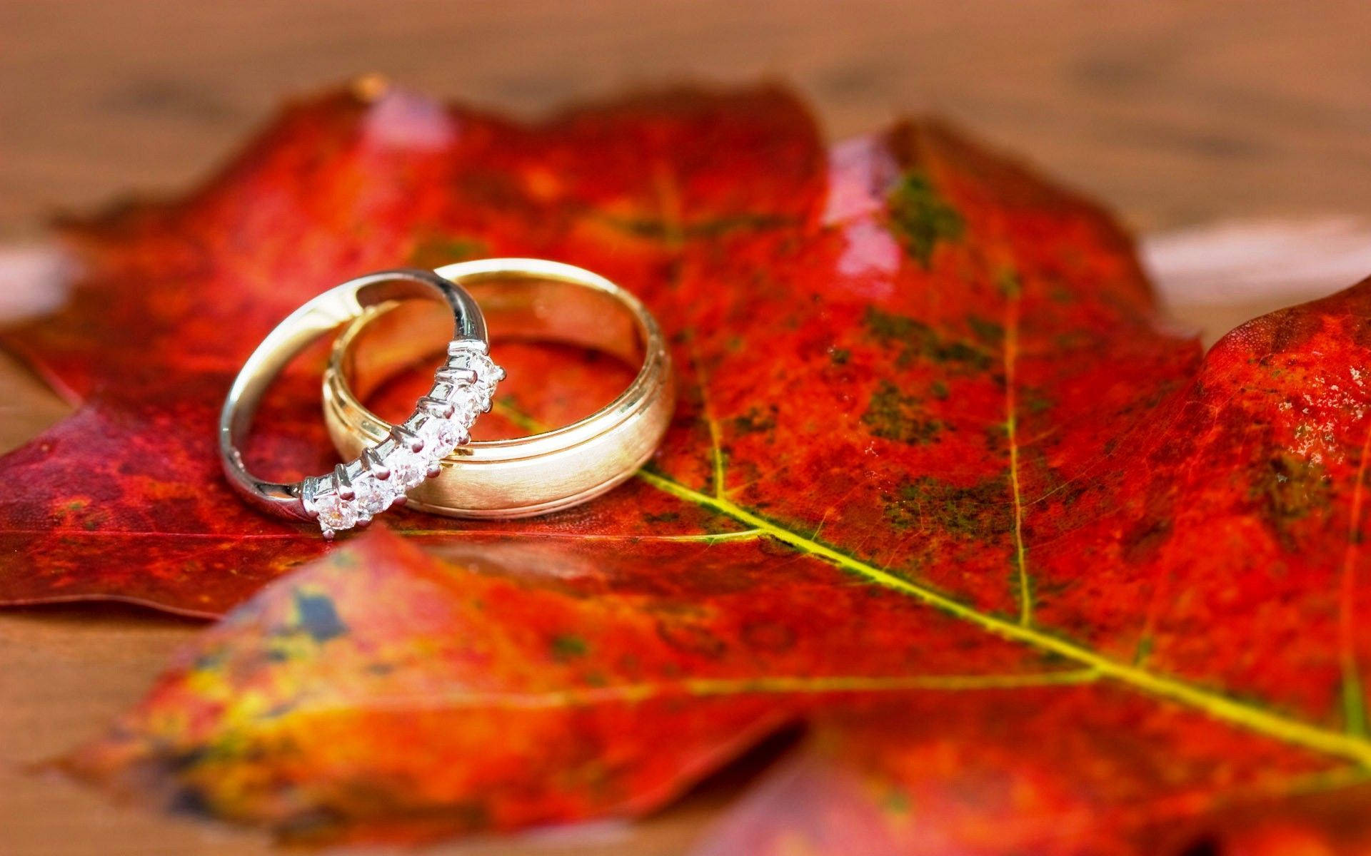 gold wedding rings, red autumn maple leaf, visible veins, Full HD Desktop Wallpaper
