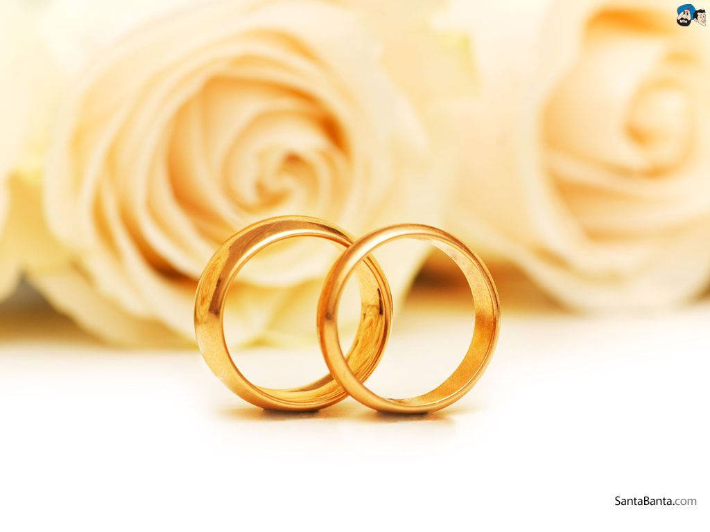 gold wedding rings, yellow flowers, cream roses, SD Desktop Wallpaper