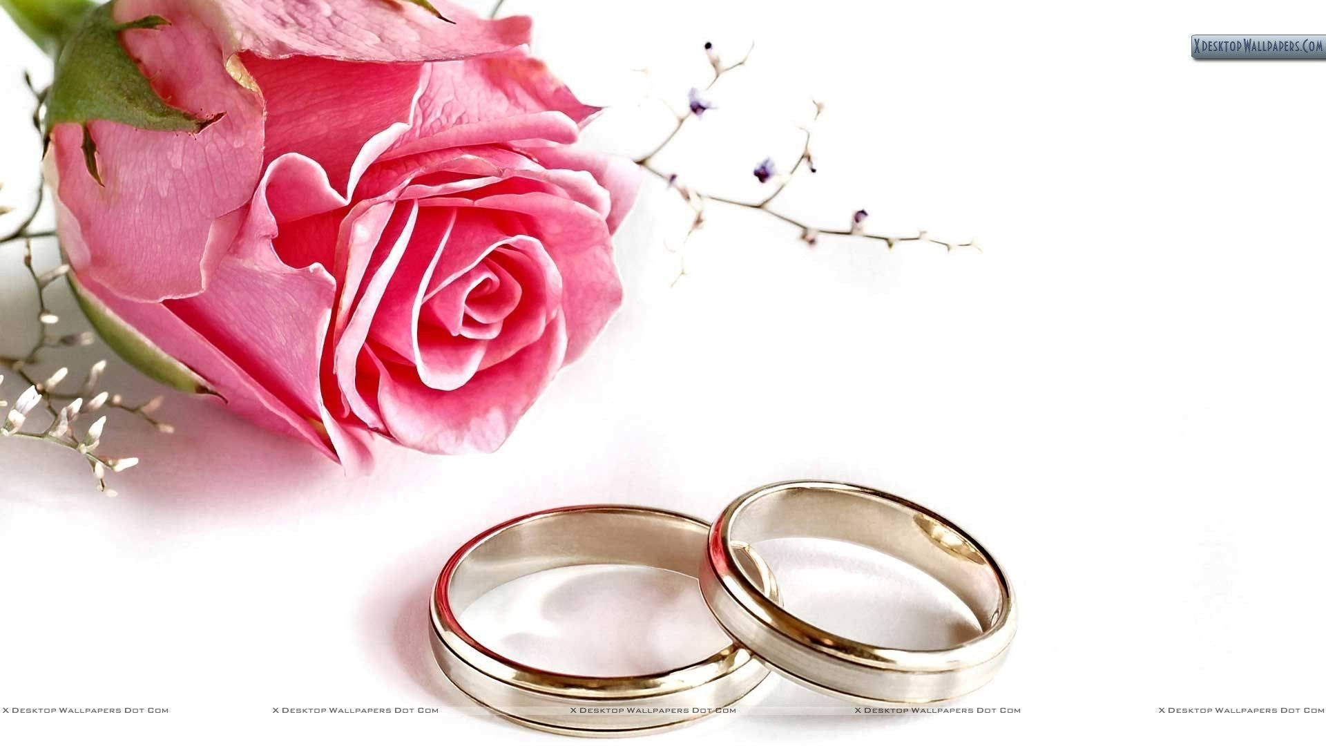 wedding rings, pink flowers, soft pink rose, Full HD Desktop Wallpaper