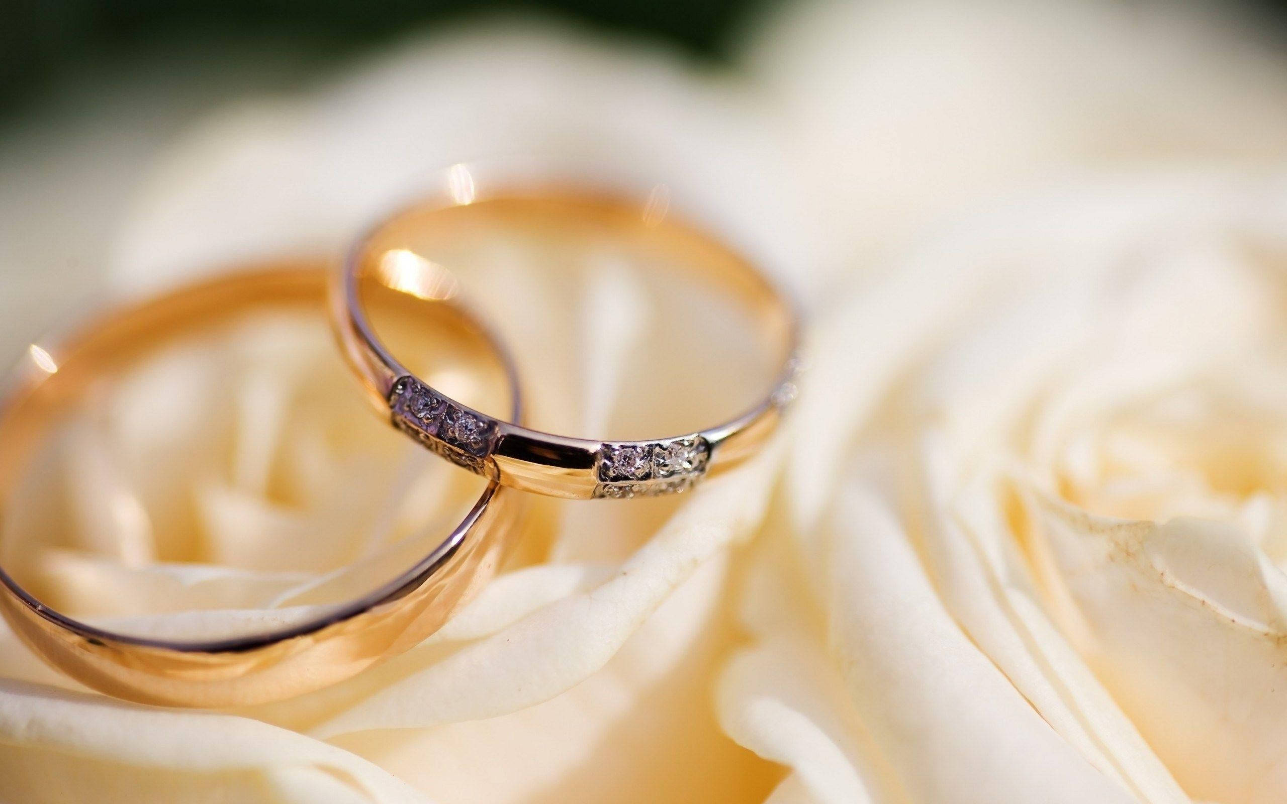 gold wedding ring, diamond-set wedding ring, white rose petals, 2K Desktop Wallpaper