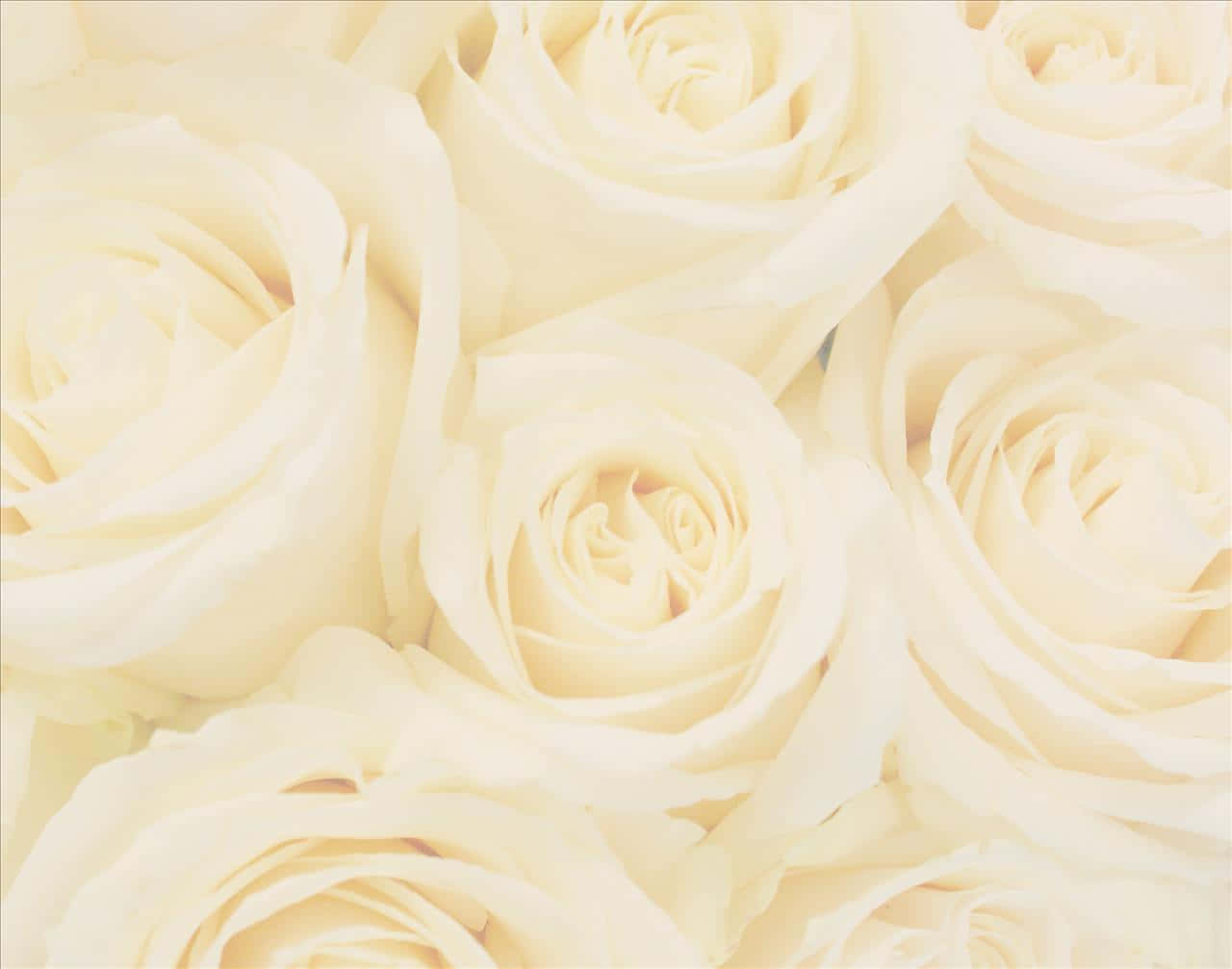 bouquet of white roses, creamy white roses, delicate layered petals, HD Desktop Wallpaper