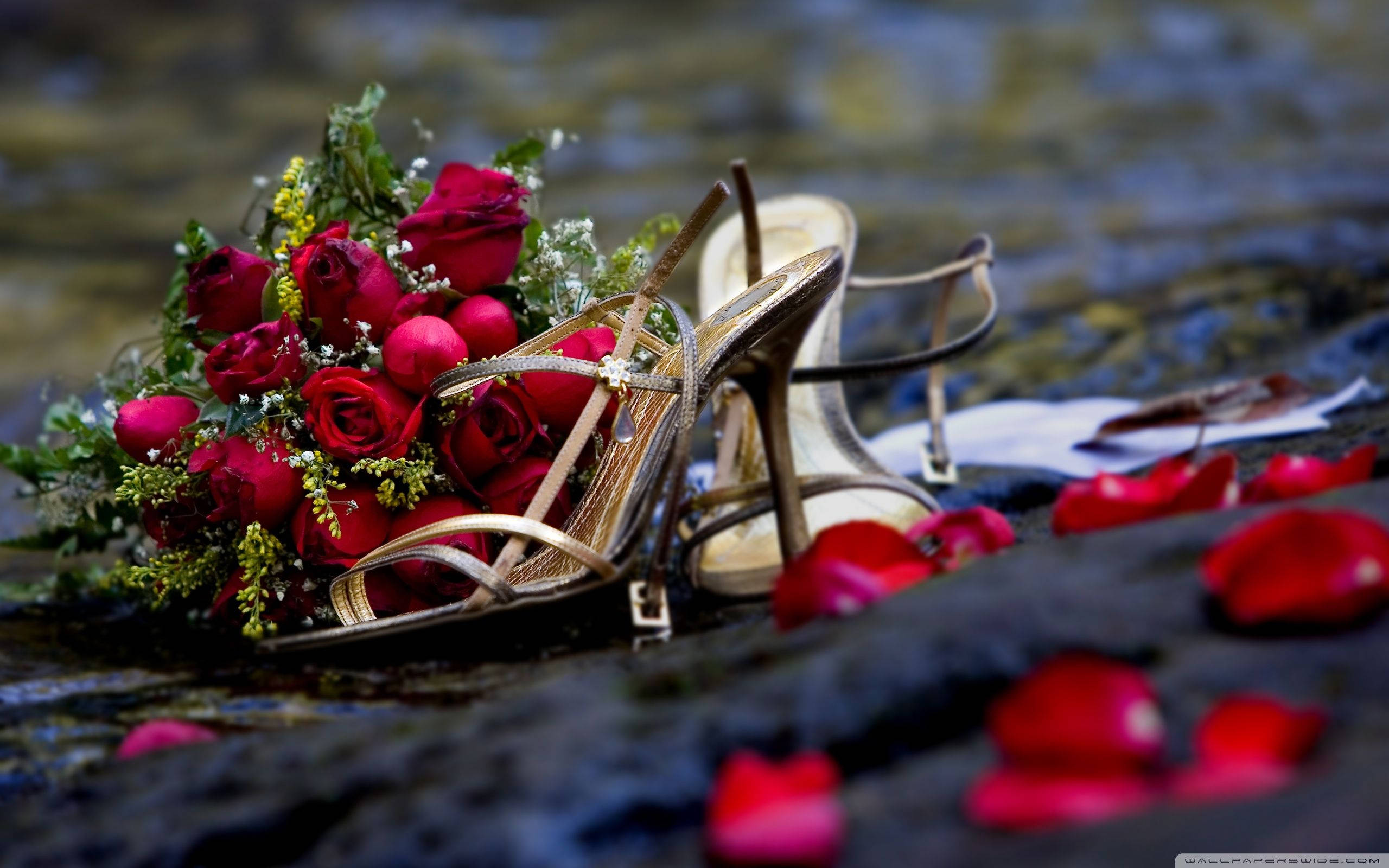 red wedding roses, gold high heels, wet rocks, 2K Desktop Wallpaper
