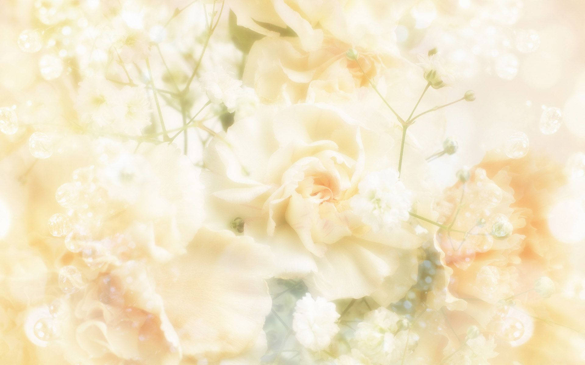 cream roses, baby's breath, pastel haze, Full HD Desktop Wallpaper