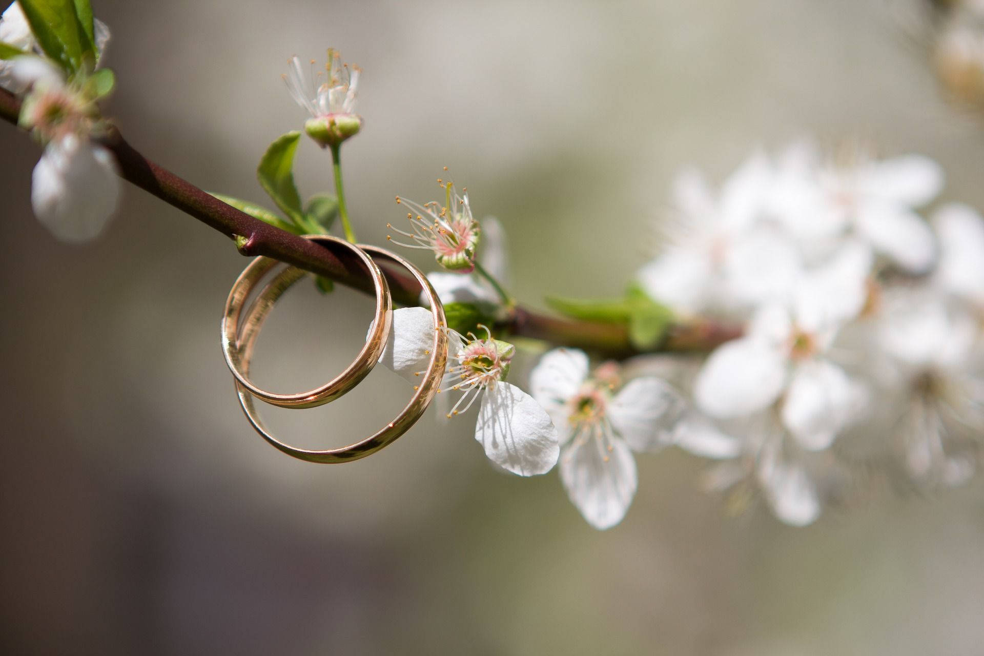 white blossom wedding rings, gold wedding rings, cherry branch, Full HD Desktop Wallpaper