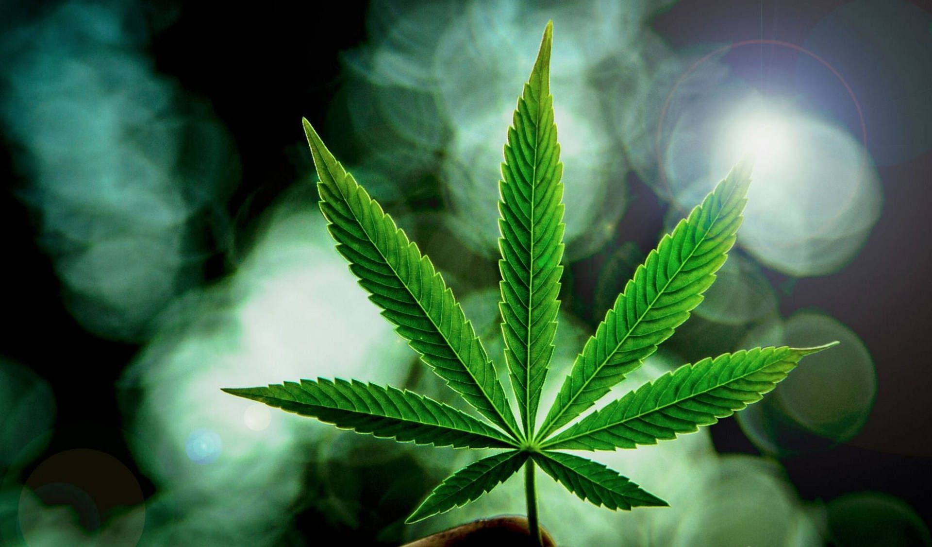 weed aesthetic, vibrant green cannabis leaf, smoky backdrop, Full HD Desktop Wallpaper