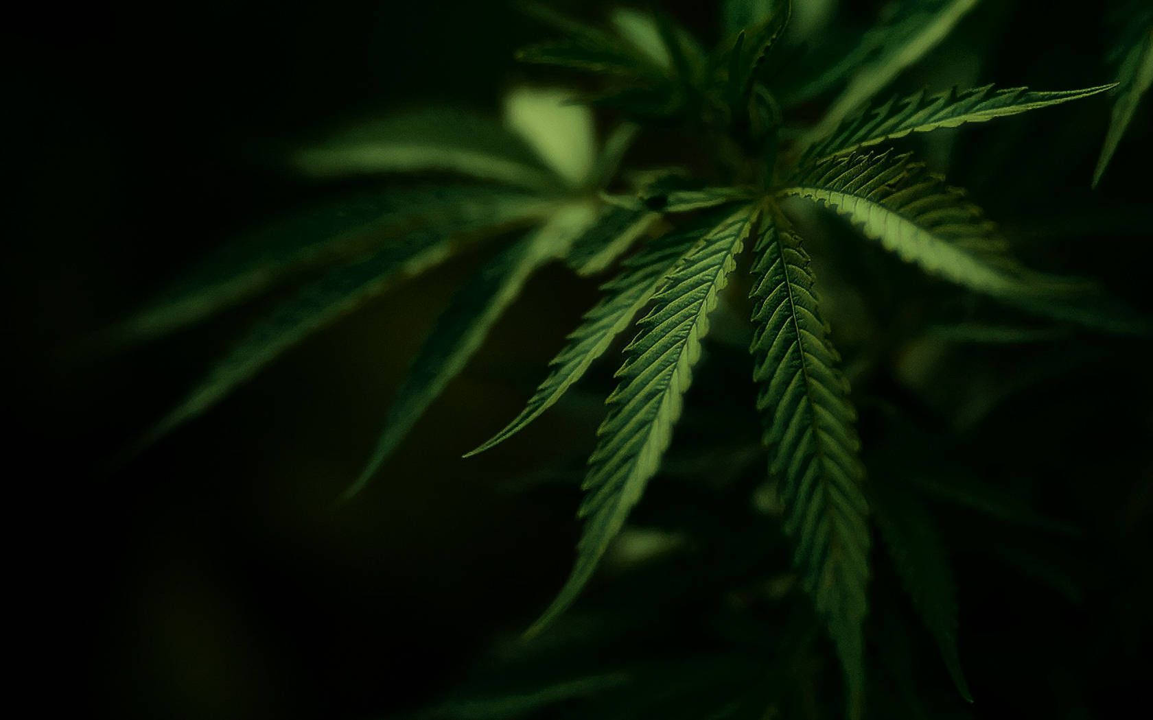 cannabis leaves, vibrant green, deep black background, HD Desktop Wallpaper