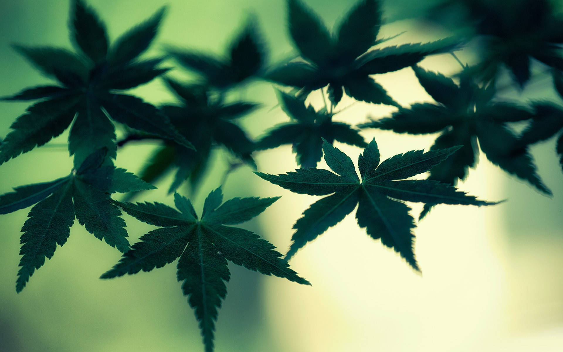 weed aesthetic, maple leaves, serrated edges, Full HD Desktop Wallpaper