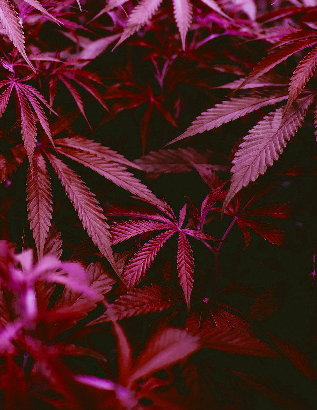 Pink Hue Plant, magenta, crimson, HD Phone Wallpaper