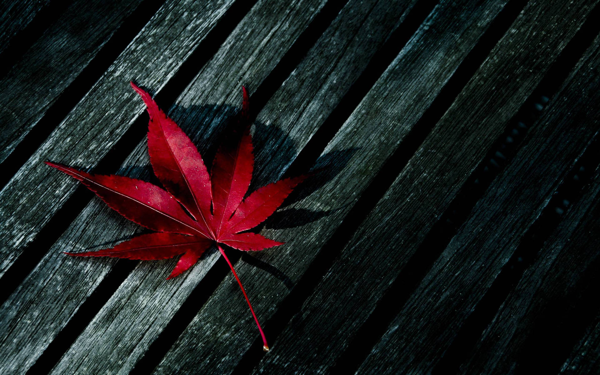 Red Leaf Themed Weed Aesthetics, vivid red maple leaf, weathered dark wooden planks, Full HD Desktop Wallpaper