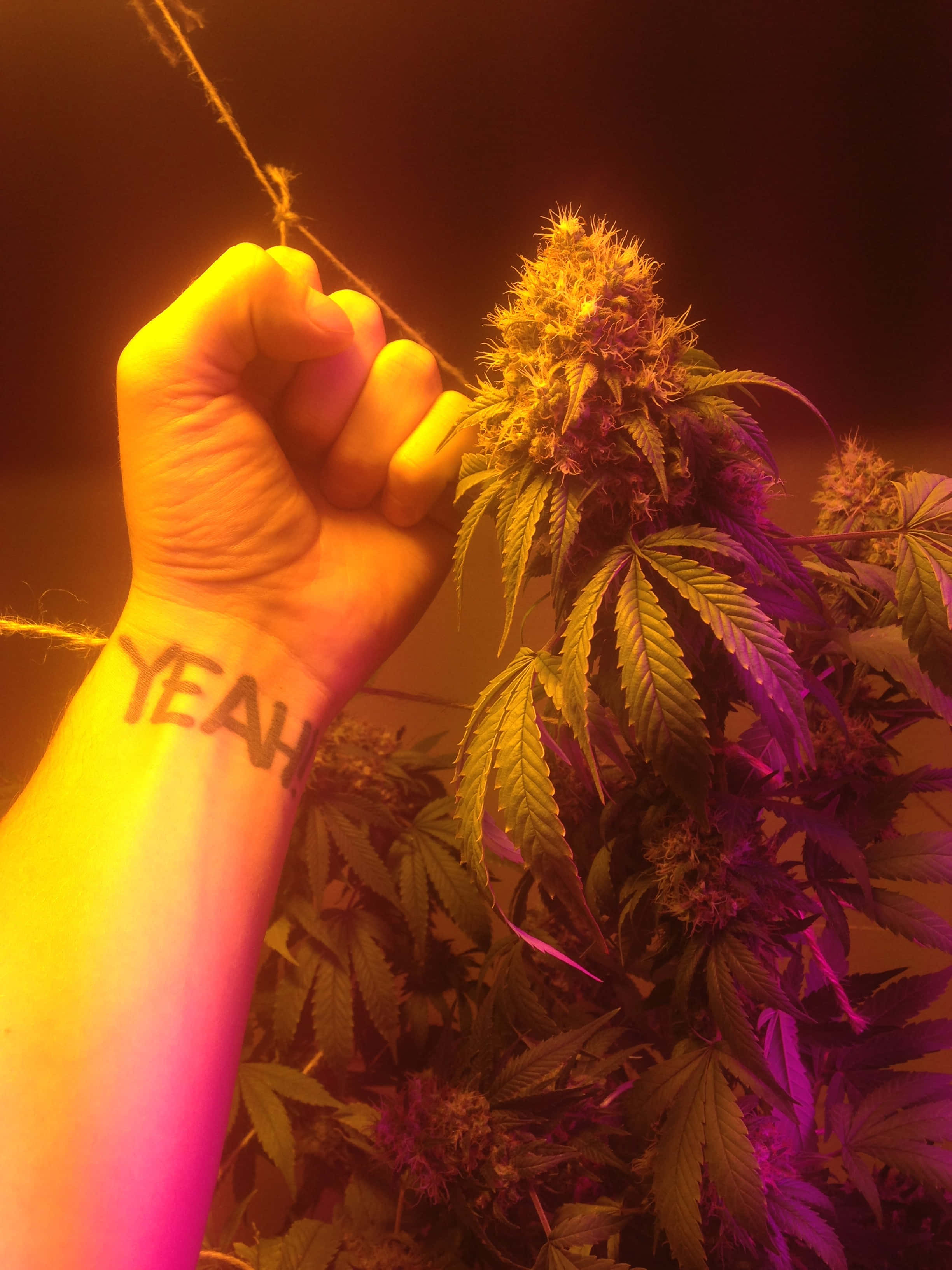 weed blunt, vibrant purple, yellow, 2K Phone Wallpaper