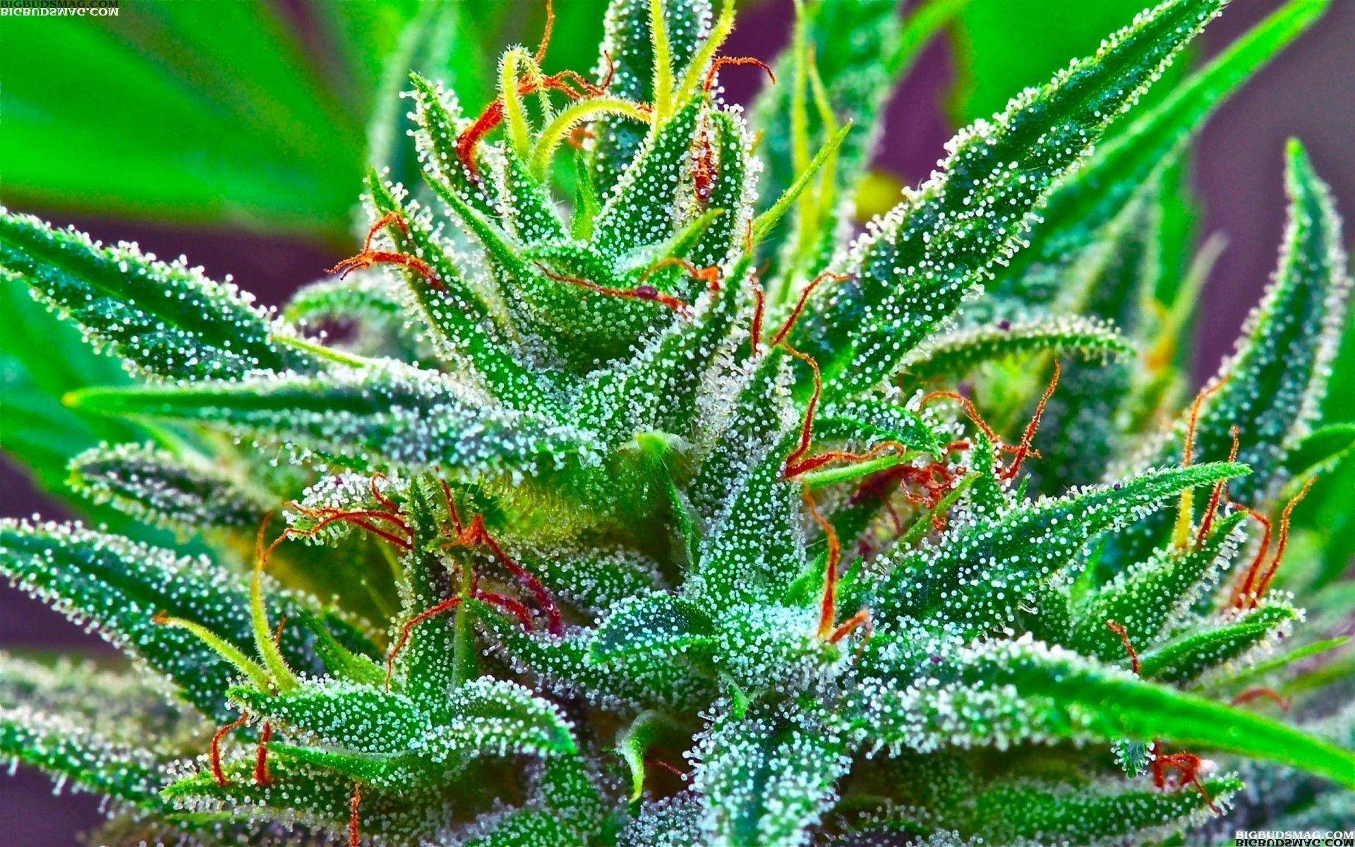 cannabis bud, glistening trichomes, orange pistils, Full HD Desktop Wallpaper