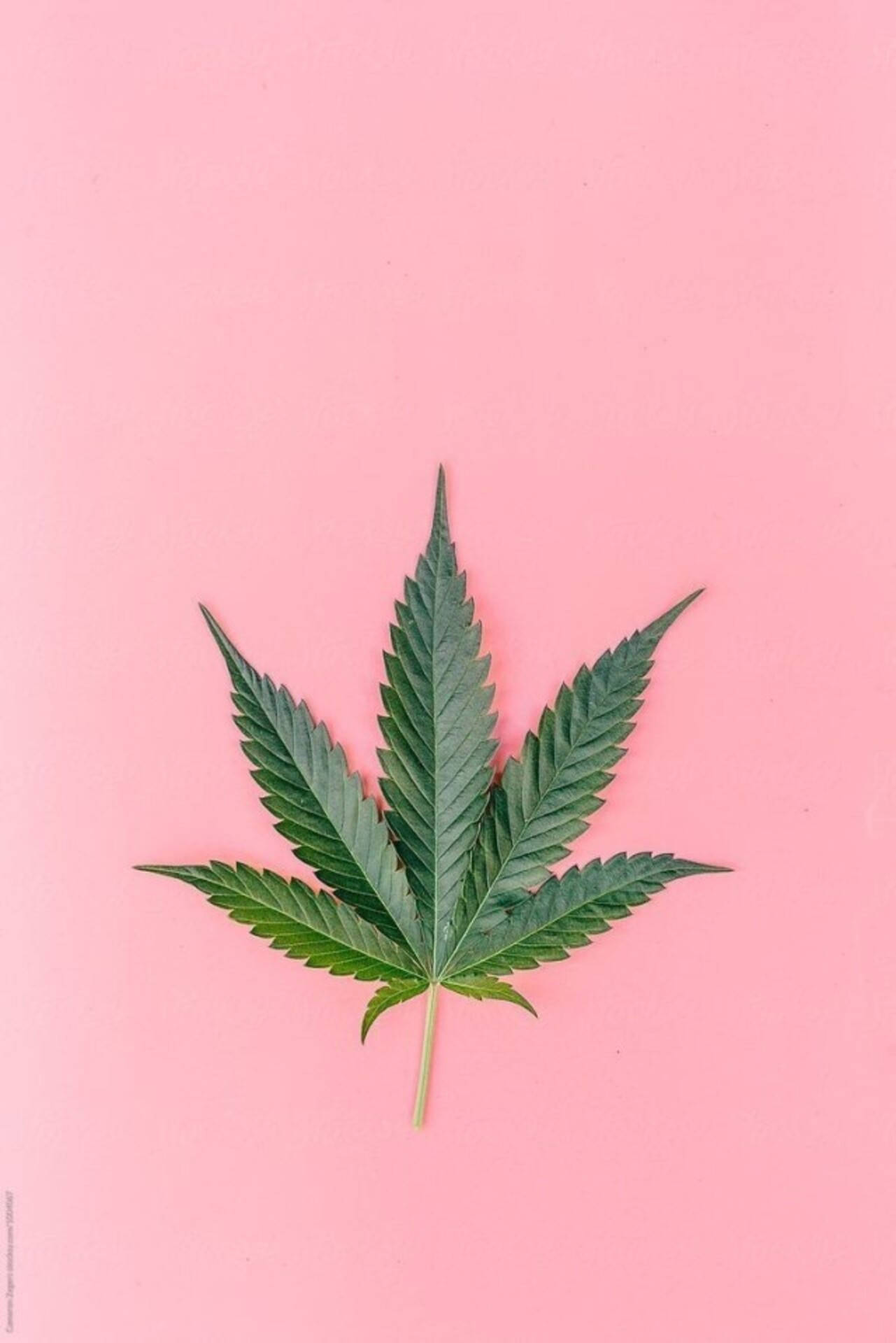 Pastel Pink Background, vibrant green cannabis leaf, minimalist flat lay composition, Full HD Phone Wallpaper