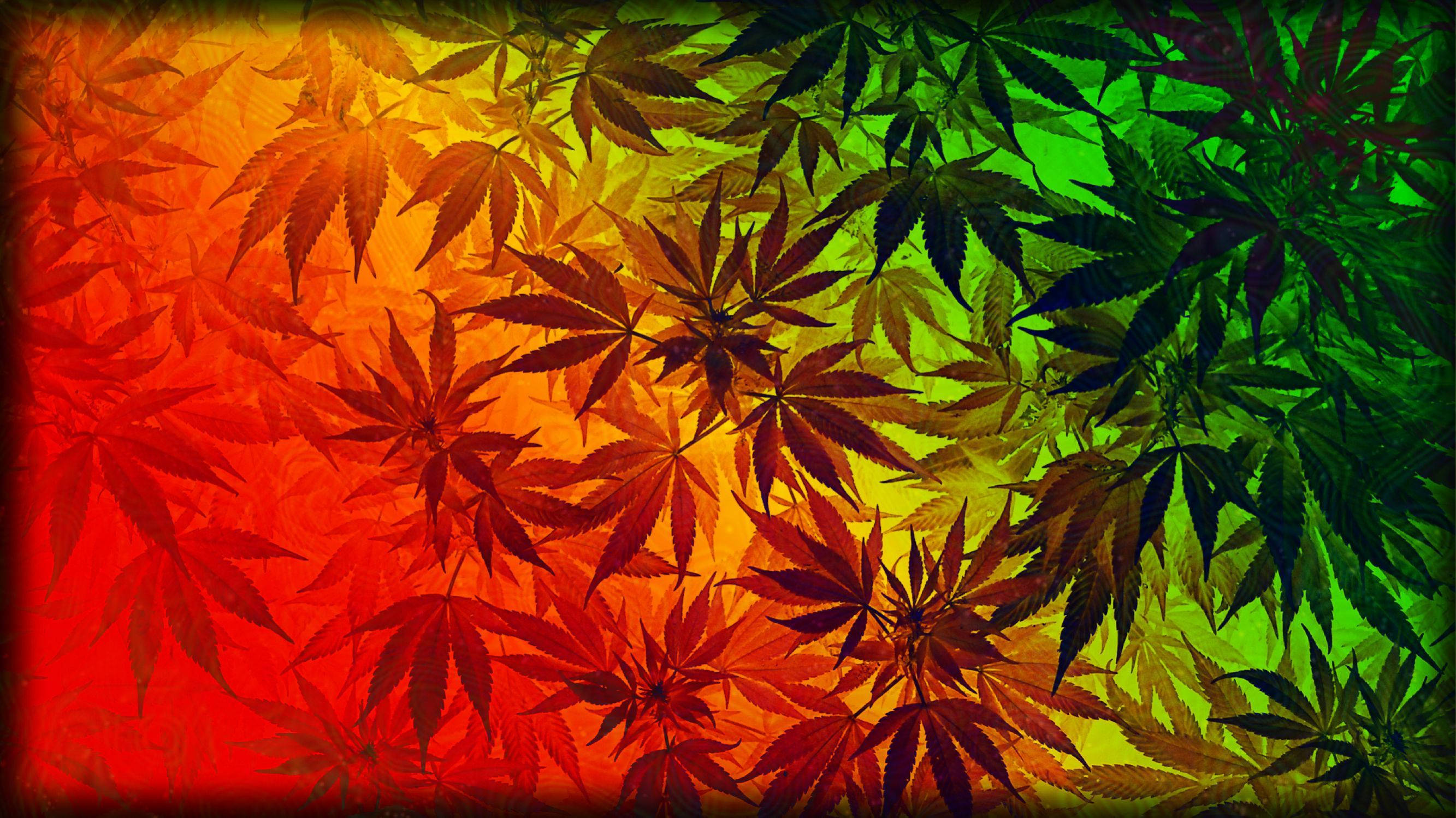 colorful weed leaves, red orange yellow green, dark green, 2K Desktop Wallpaper