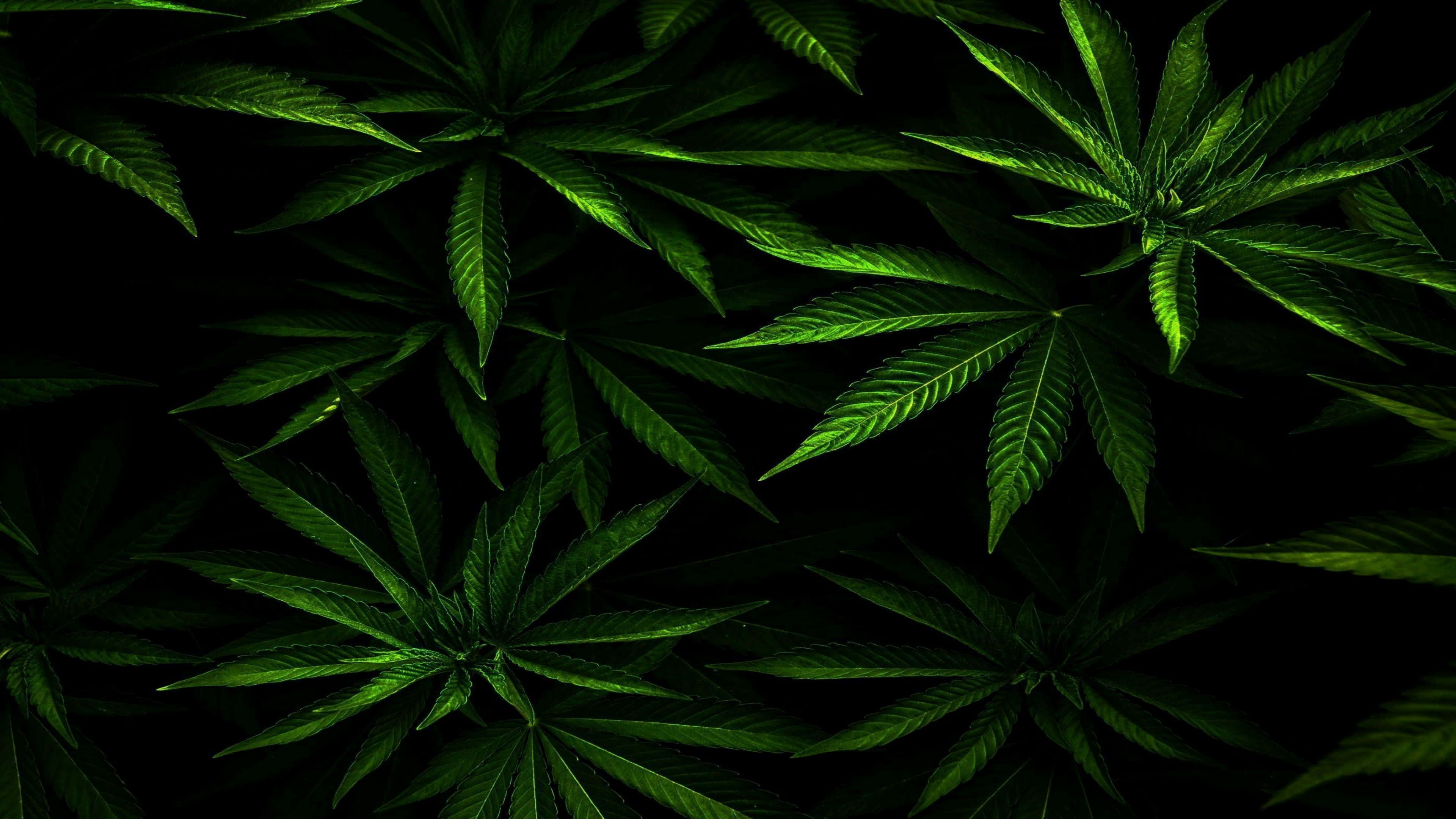 4K, marijuana, cannabis leaves, 4K Desktop Wallpaper