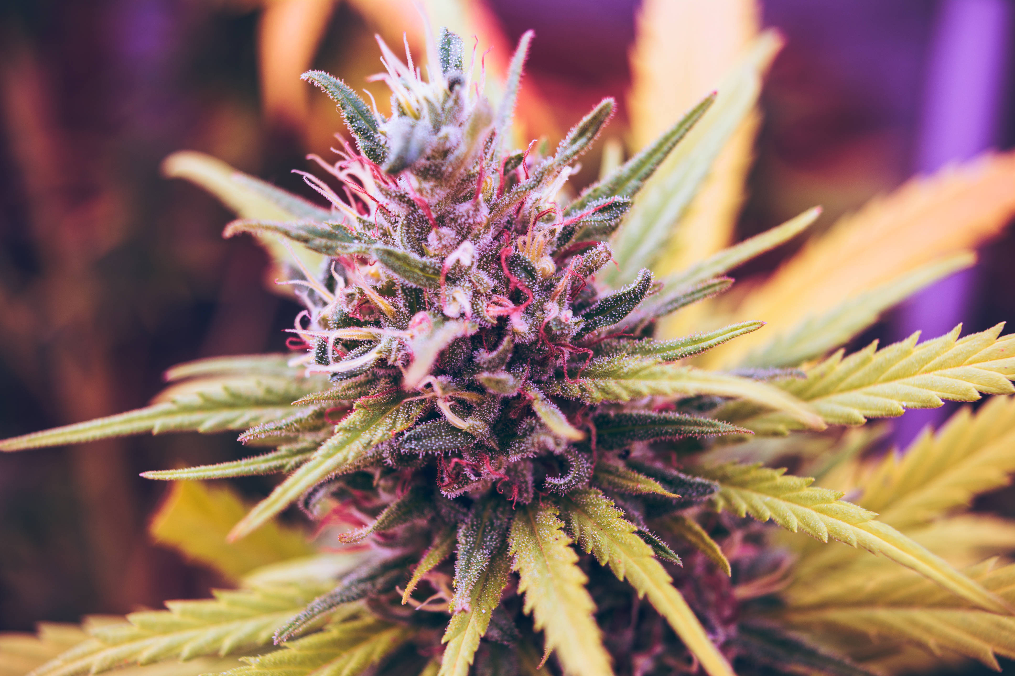cannabis bud, purple pistils, serrated green leaves, 4K Desktop Wallpaper