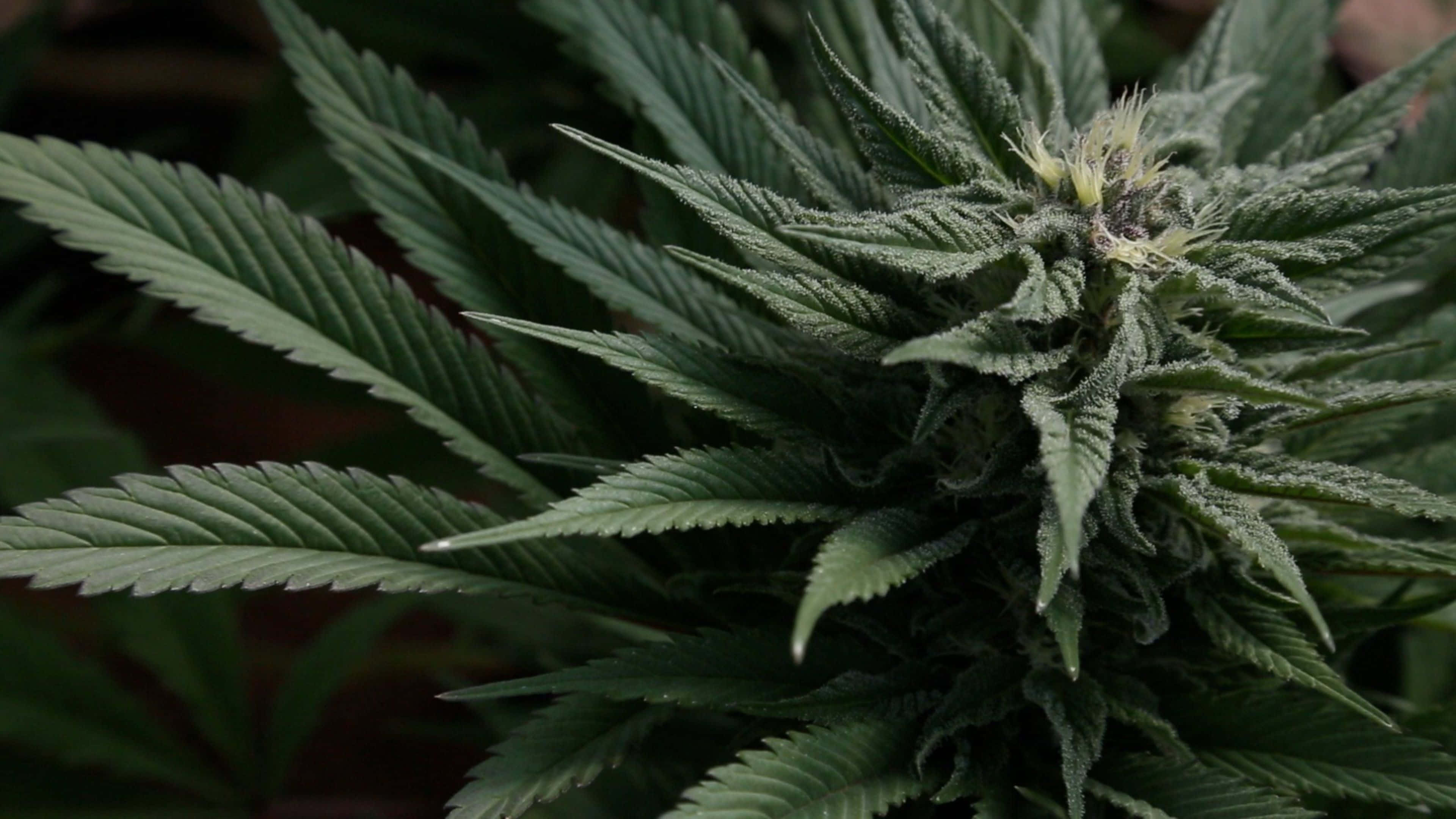 4K, cannabis plant, serrated leaves, 4K Desktop Wallpaper