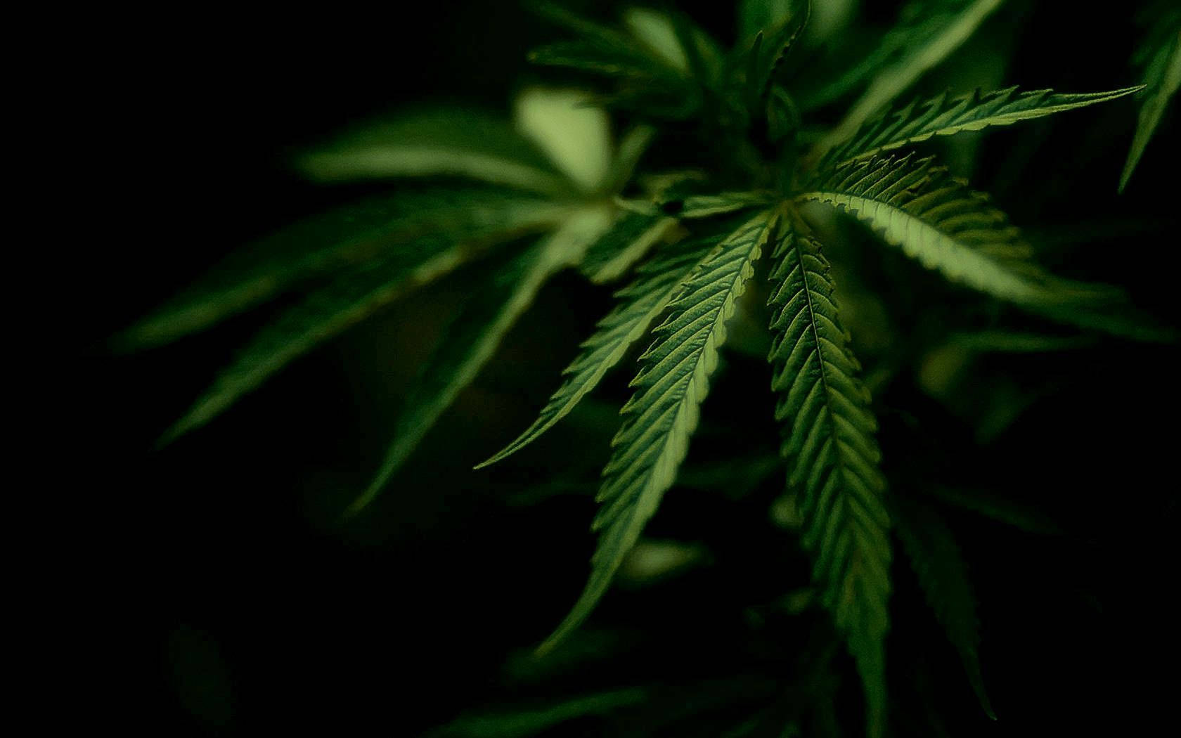 Cannabis plant, vibrant green cannabis leaves, bright rust-colored leaves, HD Desktop Wallpaper