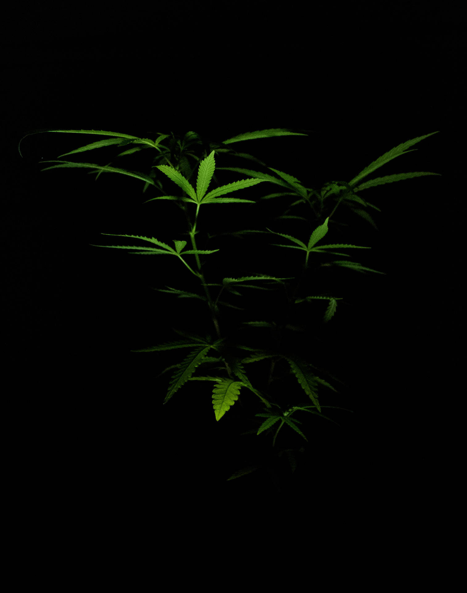 cannabis plant, vibrant green leaves, pitch-black background, Full HD Phone Wallpaper
