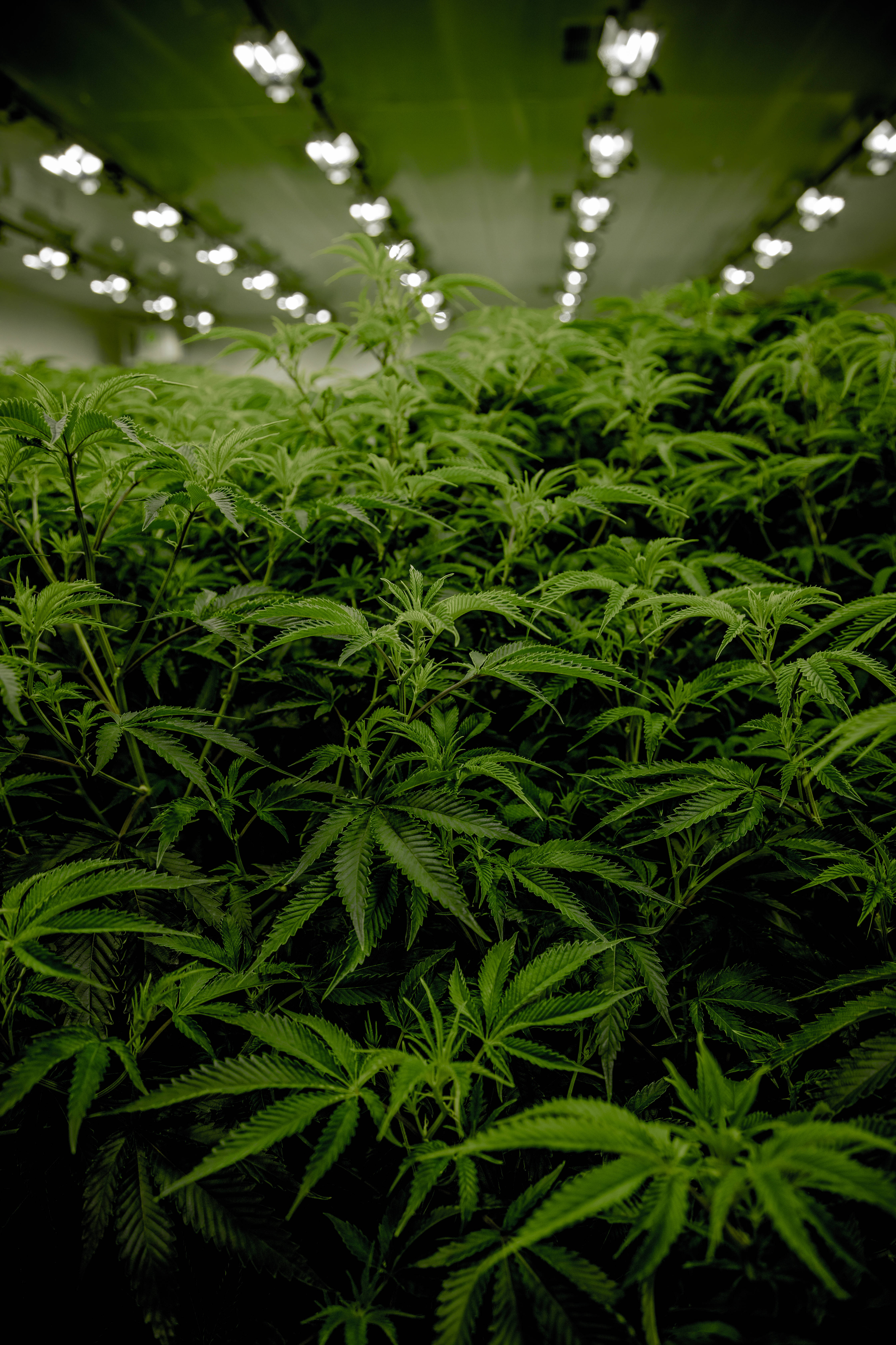 marijuana, weed, cannabis plants, 5K Phone Wallpaper