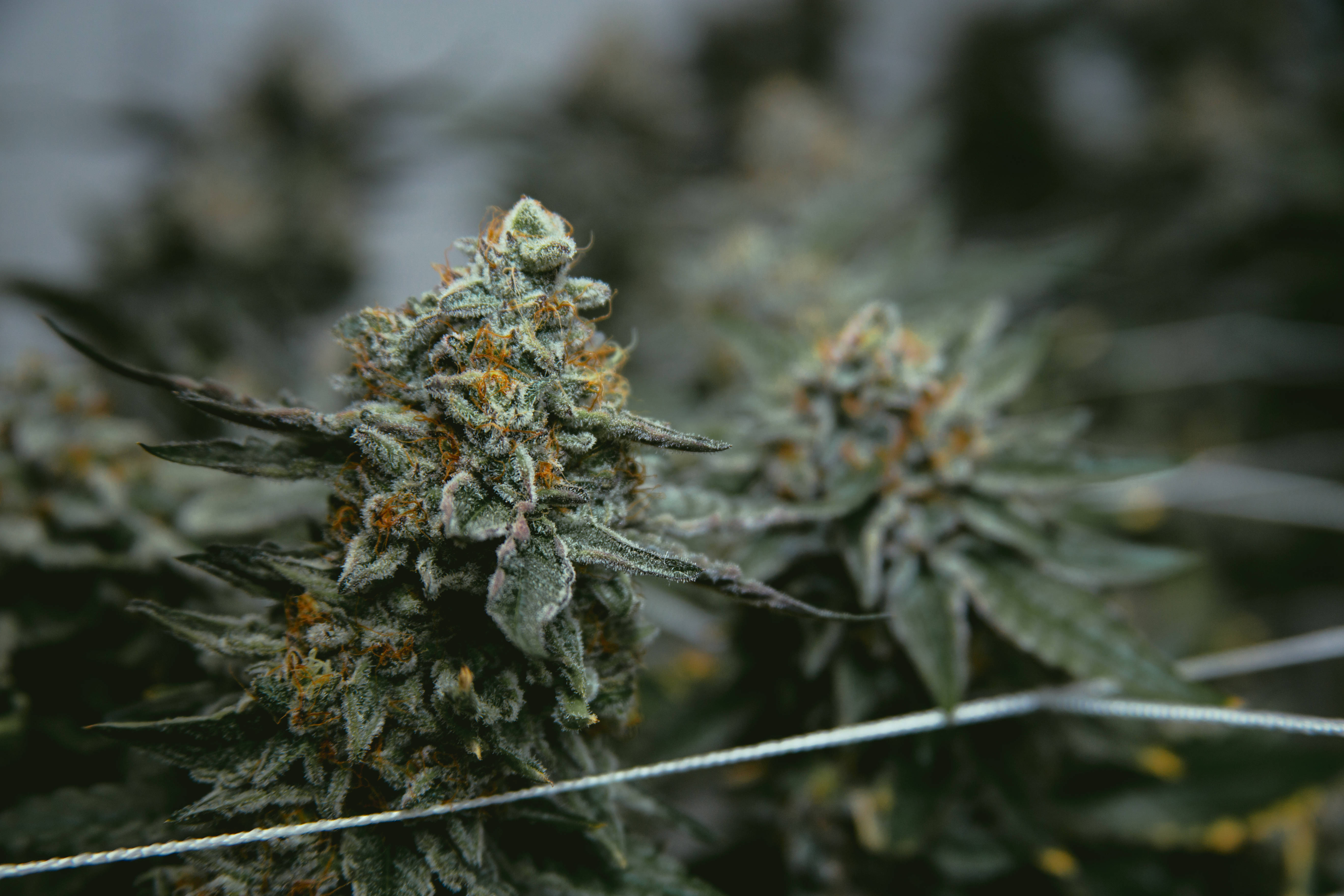 cannabis bud, orange pistils, serrated leaves, 5K Desktop Wallpaper