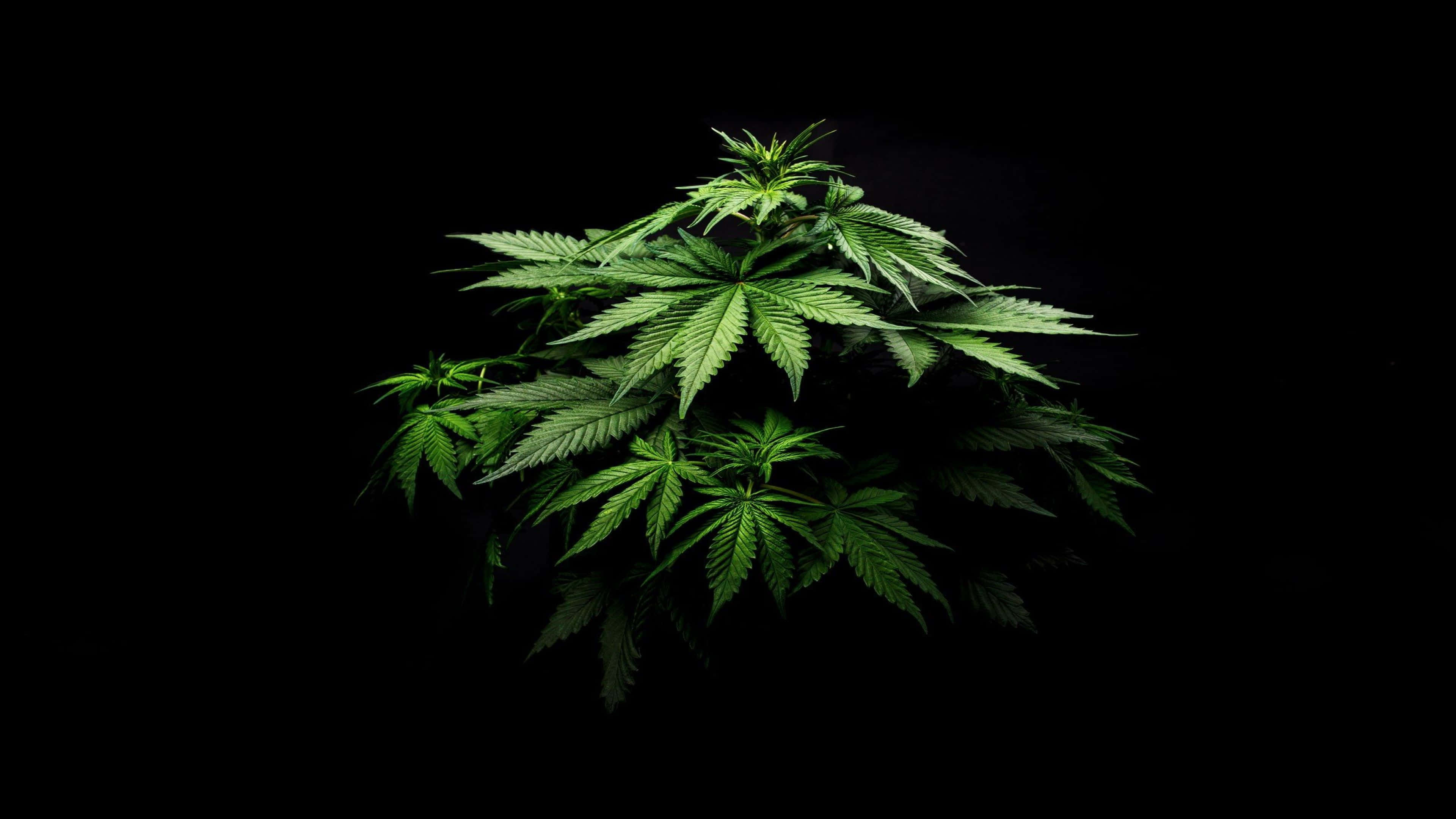 4K, marijuana, vibrant green, 4K Desktop Wallpaper
