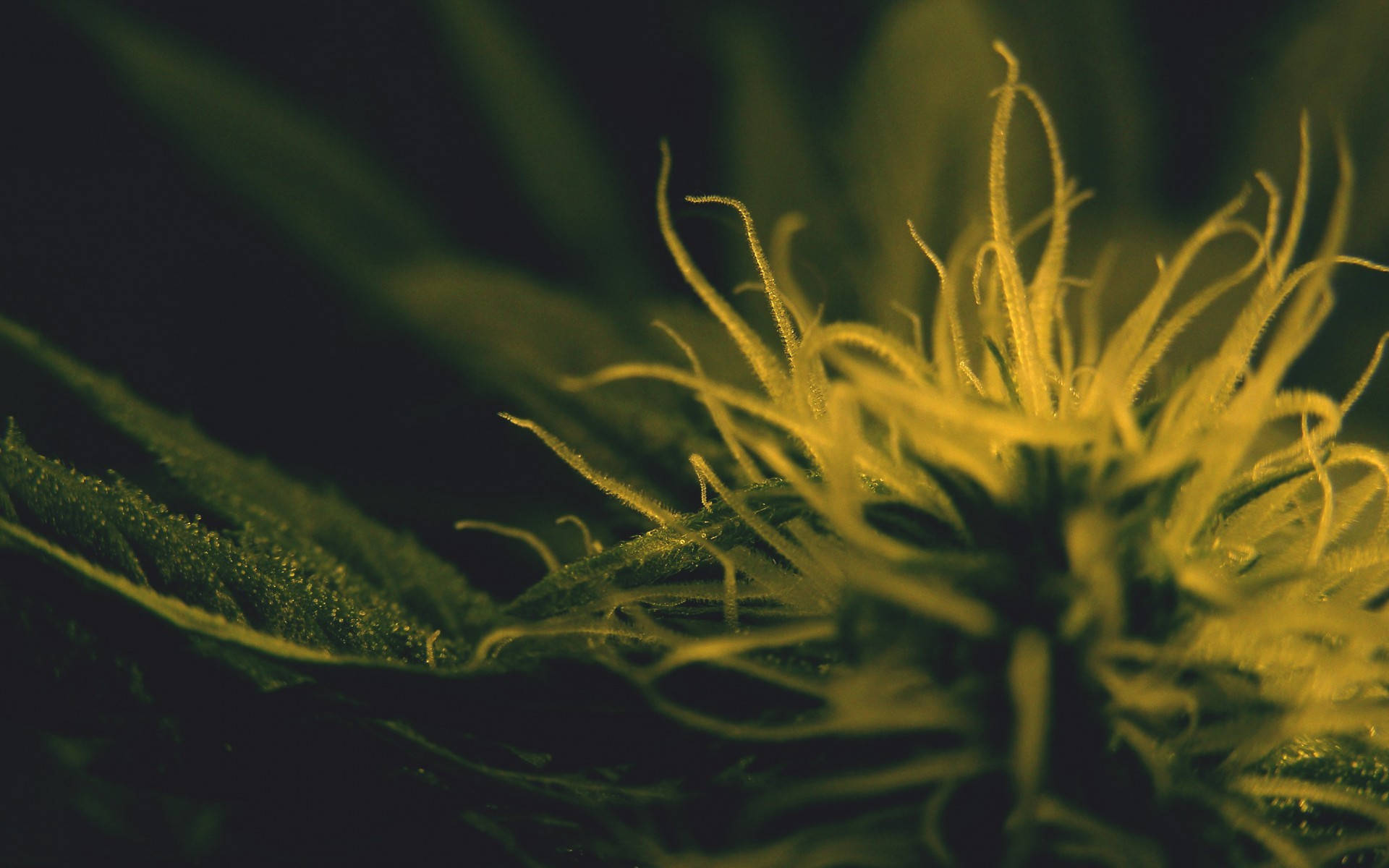 420, weed plant, golden-yellow pistils, Full HD Desktop Wallpaper