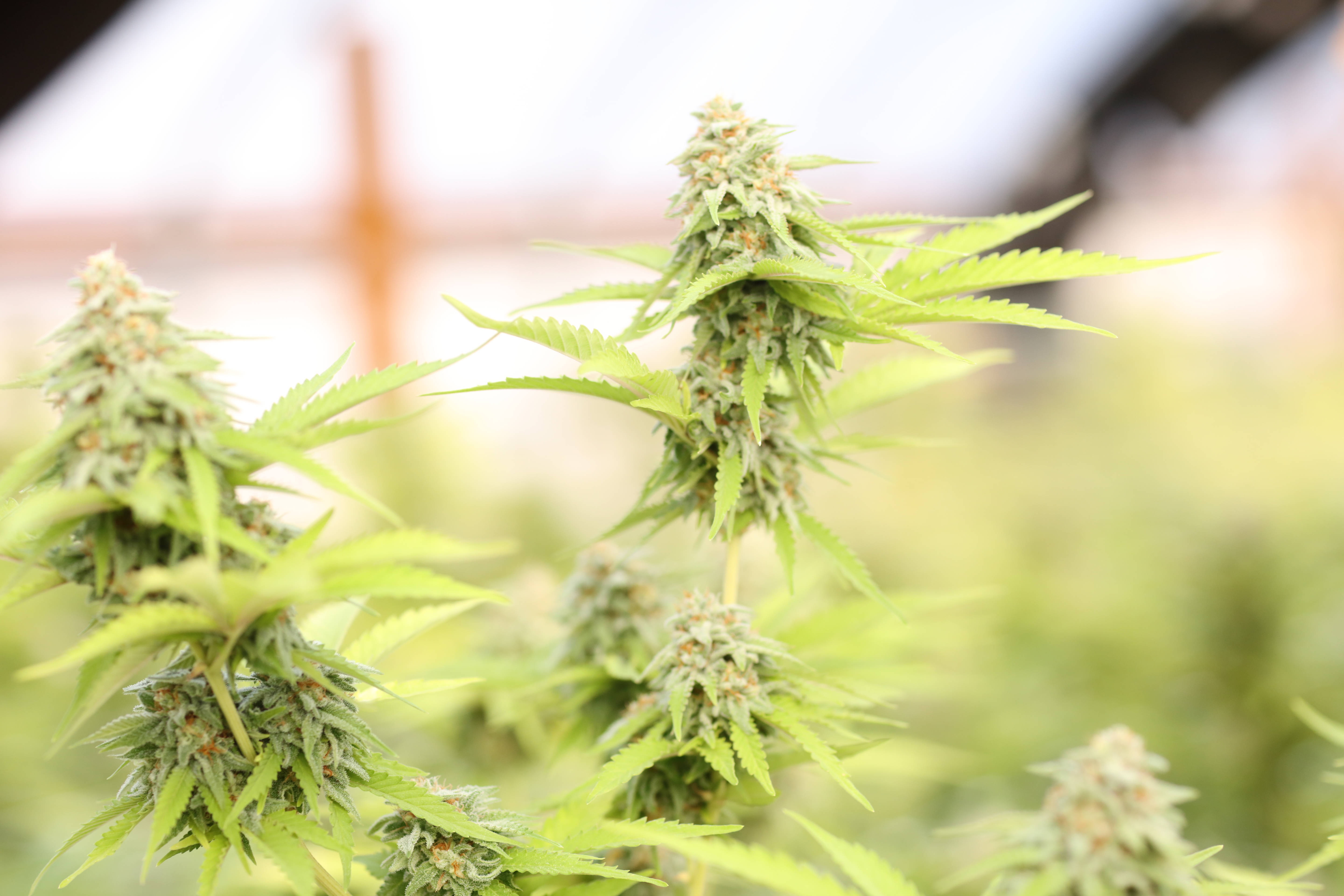 marijuana buds, cannabis plants, vibrant green, 5K Desktop Wallpaper