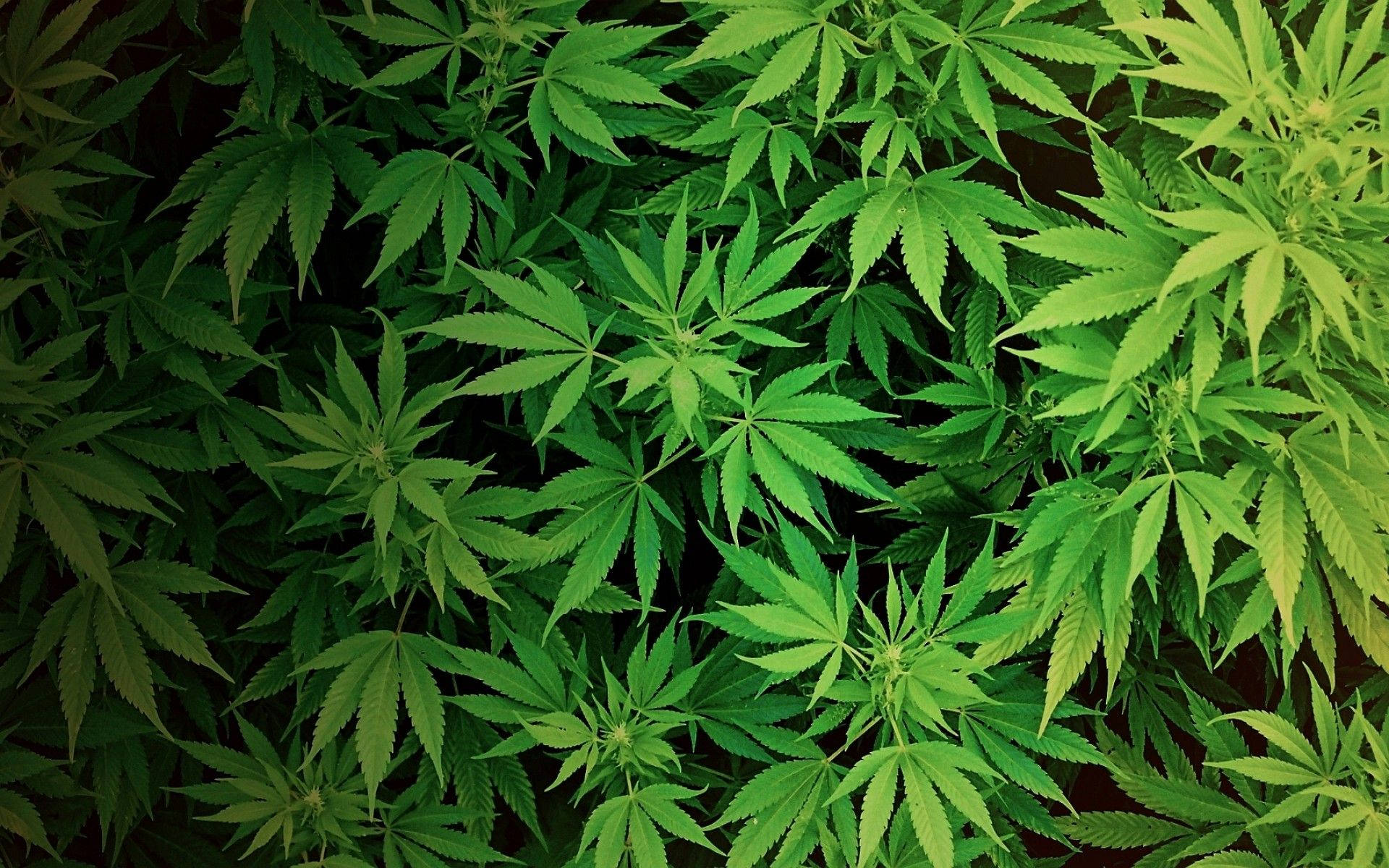 cannabis, marijuana, hemp, Full HD Desktop Wallpaper