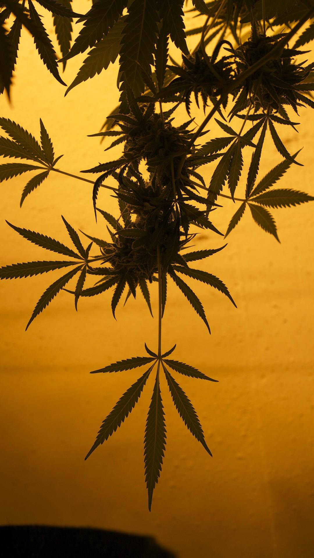 Weed aesthetic, cannabis plant, detailed leaves, Full HD Phone Wallpaper