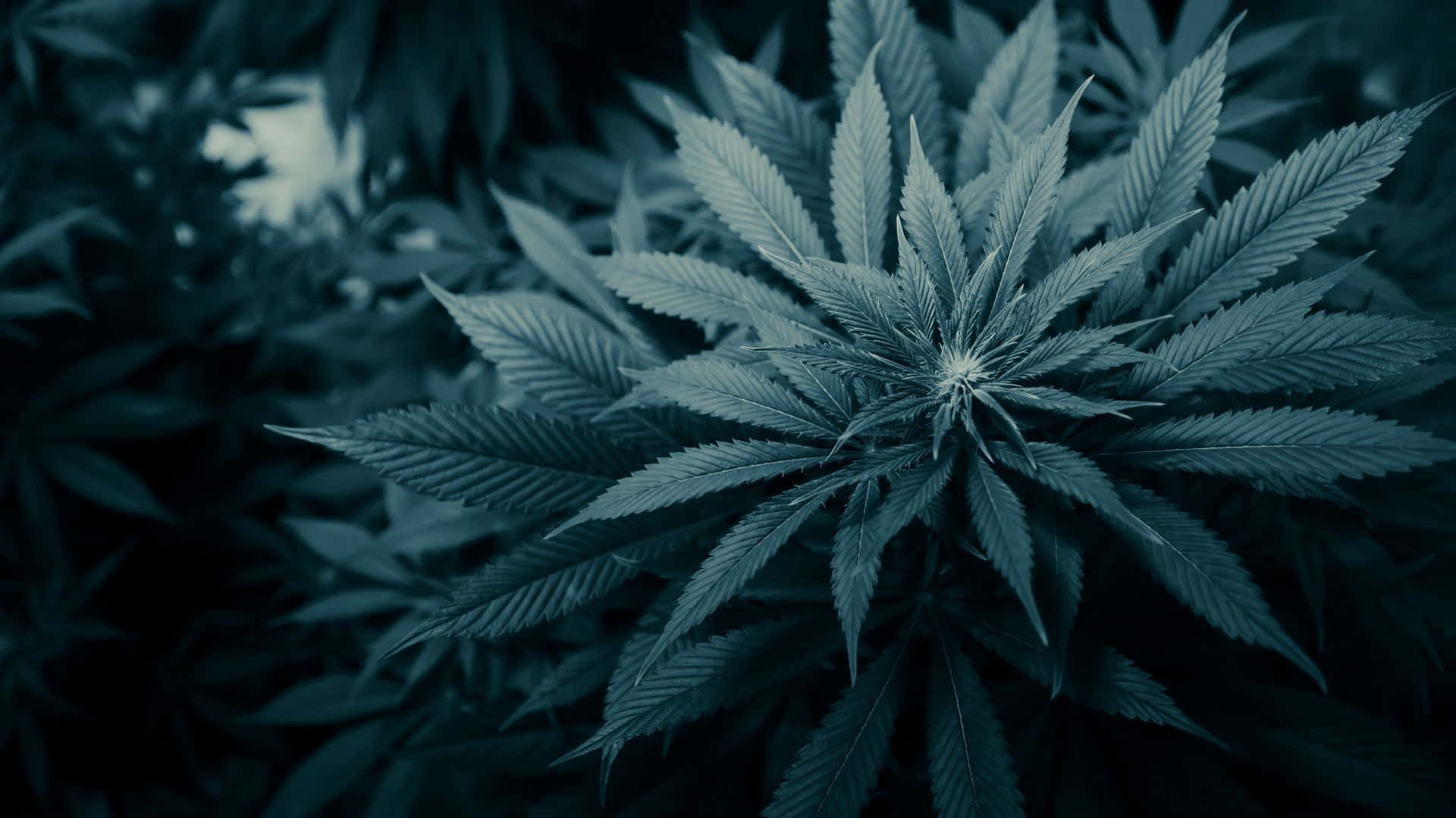 Shit Dope Weed Plant, cannabis plant, serrated leaves, Full HD Desktop Wallpaper