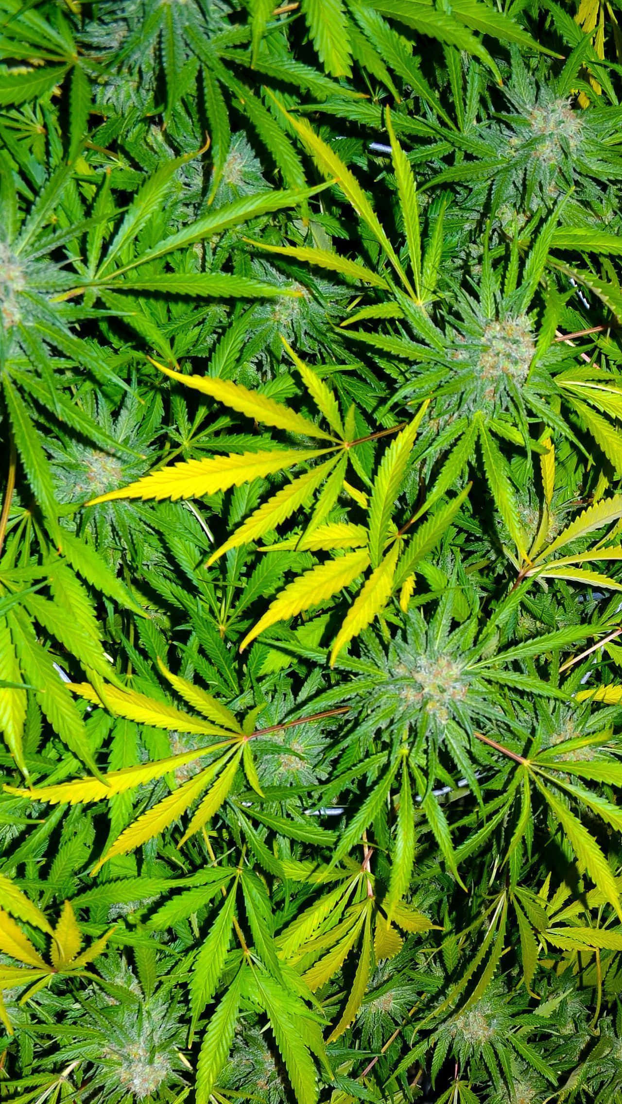 Shit Dope Weed, cannabis plants, vibrant green, Full HD Phone Wallpaper