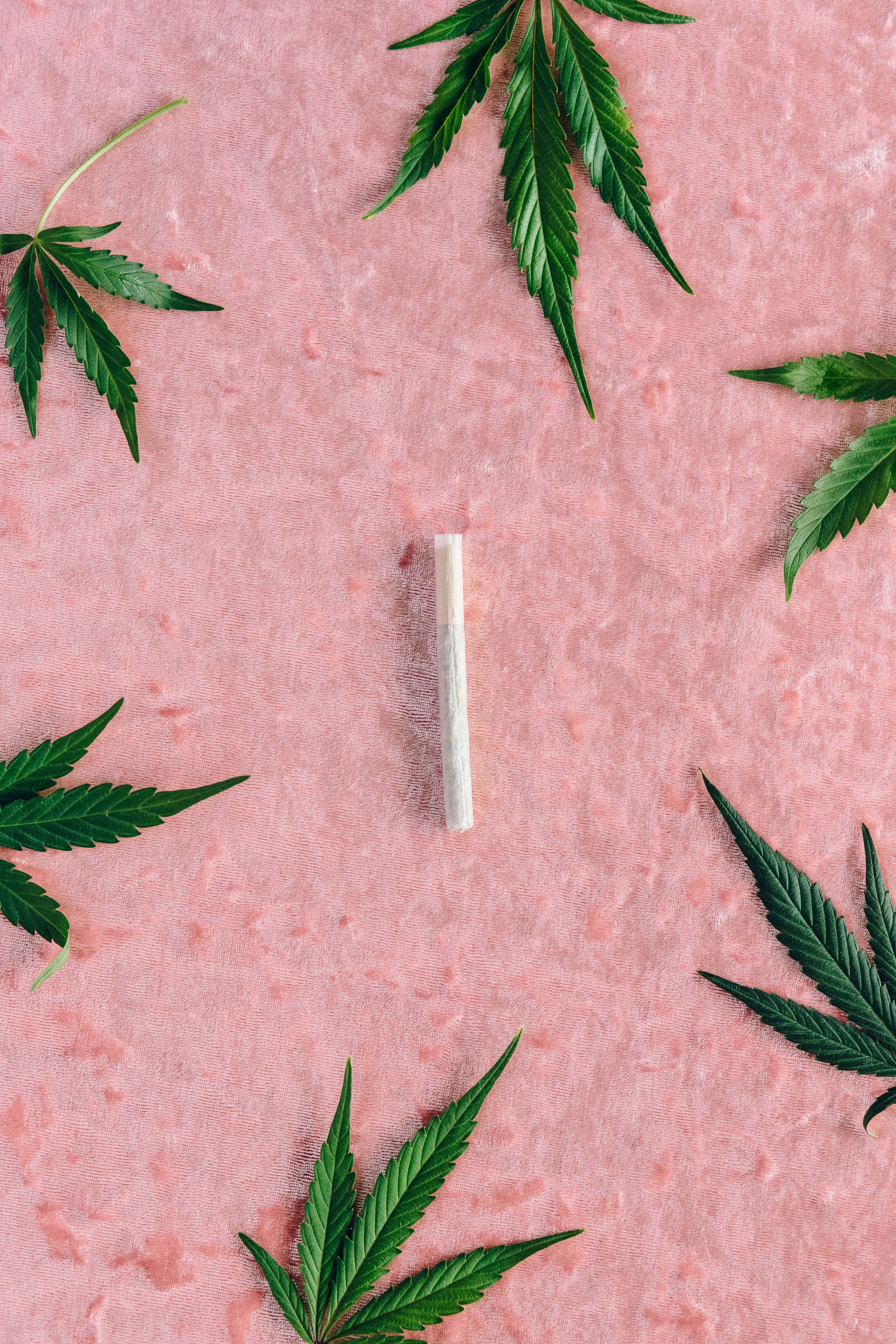 weed blunt, textured pink surface, fresh green cannabis leaves, 5K Phone Wallpaper