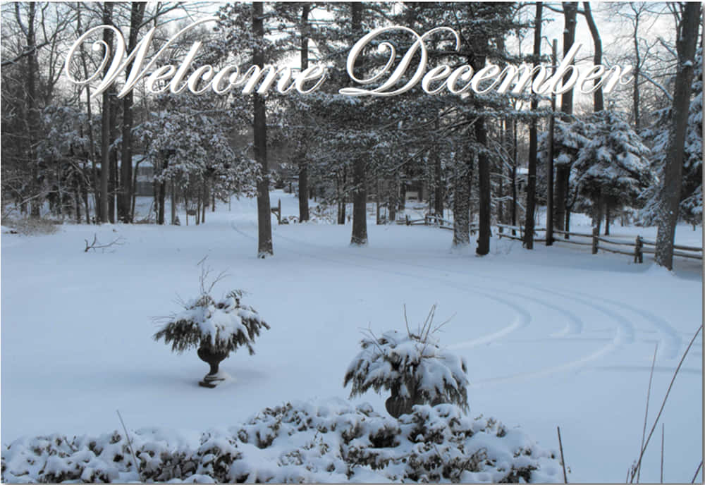 Welcome December, snow, forest path, SD Desktop Wallpaper
