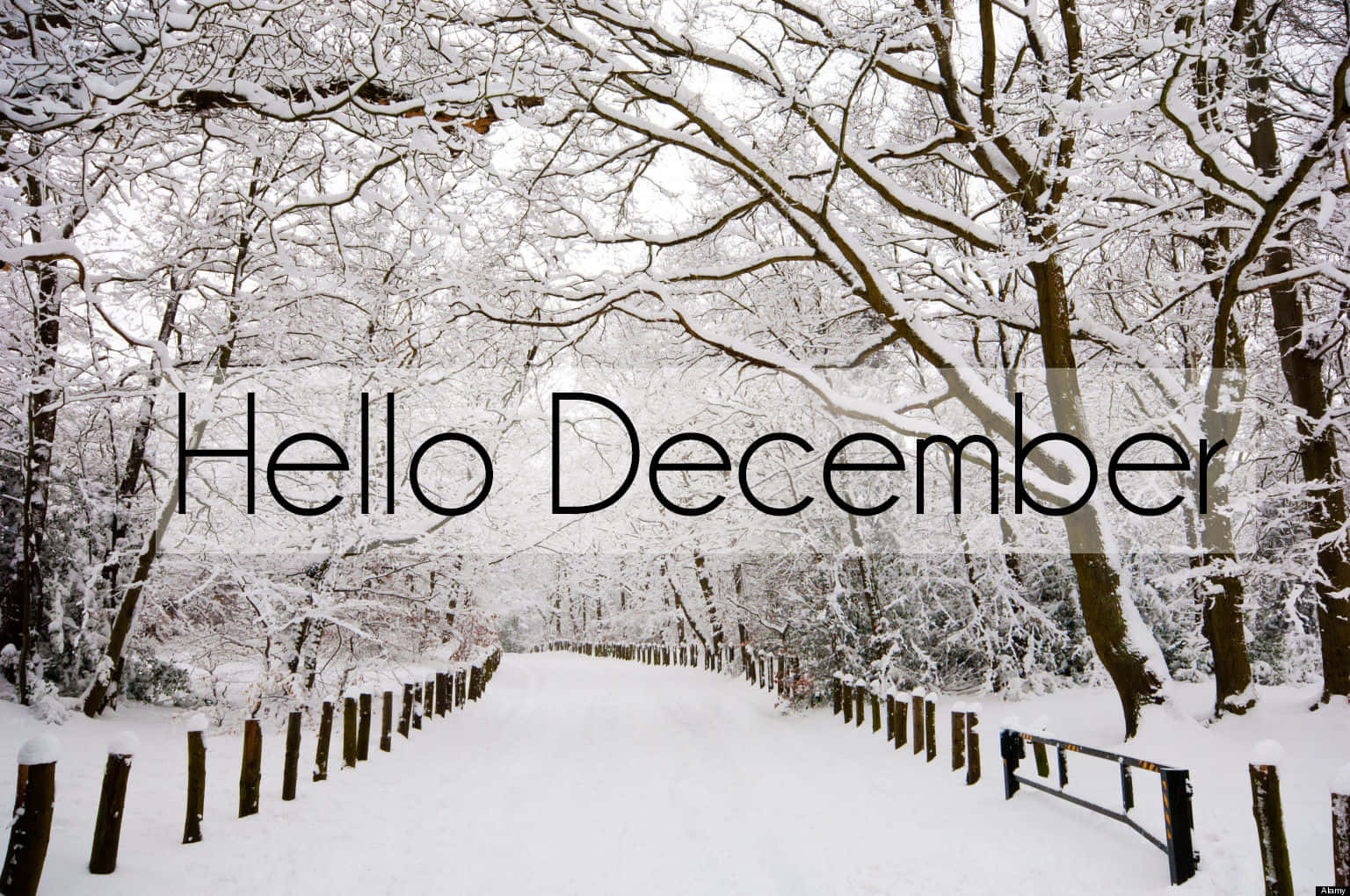 Welcome December, snow-covered forest path, bare trees, HD Desktop Wallpaper