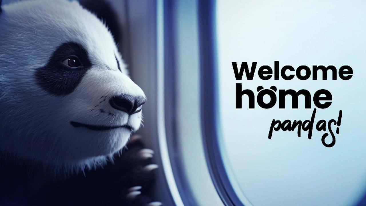panda, airplane window, welcome home, HD Desktop Wallpaper