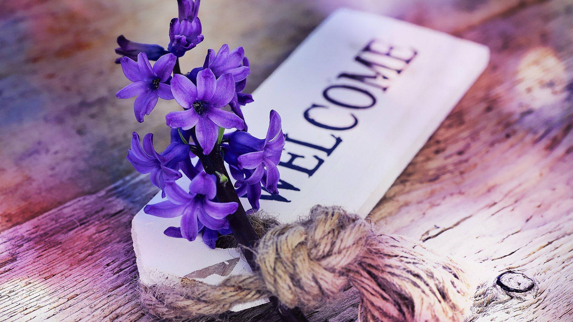 welcome tag, hyacinth, purple hyacinths, Full HD Desktop Wallpaper